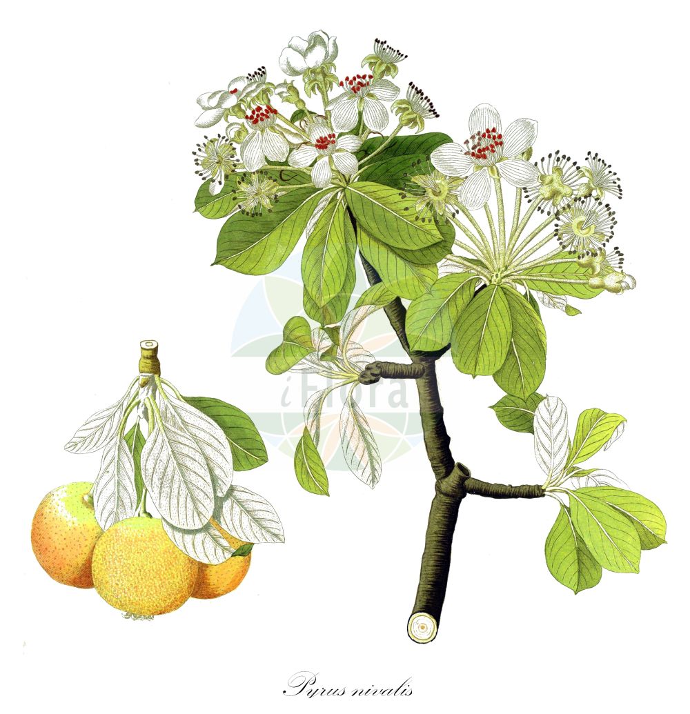 Historische Abbildung von Pyrus nivalis. Das Bild zeigt Blatt, Bluete, Frucht und Same. ---- Historical Drawing of Pyrus nivalis. The image is showing leaf, flower, fruit and seed.(Pyrus nivalis,Pyrus armud,Pyrus austriaca,Pyrus nivalis,Pyrus salviifolia,Pyrus,Birne,Pear,Rosaceae,Rosengewächse,Rose family,Blatt,Bluete,Frucht,Same,leaf,flower,fruit,seed)