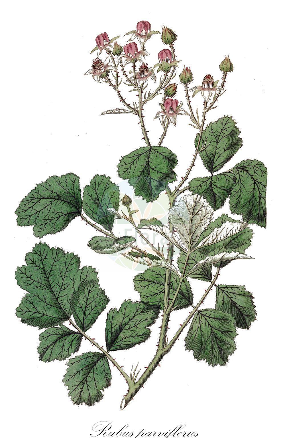 Historische Abbildung von Rubus parviflorus (Weiße Zimthimbeere - Thimbleberry). Das Bild zeigt Blatt, Bluete, Frucht und Same. ---- Historical Drawing of Rubus parviflorus (Weiße Zimthimbeere - Thimbleberry). The image is showing leaf, flower, fruit and seed.(Rubus parviflorus,Weiße Zimthimbeere,Thimbleberry,Bossekia parviflora,Rubacer parviflorus,Rubus nutkanus,Rubus parviflorus,Weisse Zimthimbeere,Rubus,Brombeere,Raspberry,Rosaceae,Rosengewächse,Rose family,Blatt,Bluete,Frucht,Same,leaf,flower,fruit,seed,Botanical Register (1815-1828))