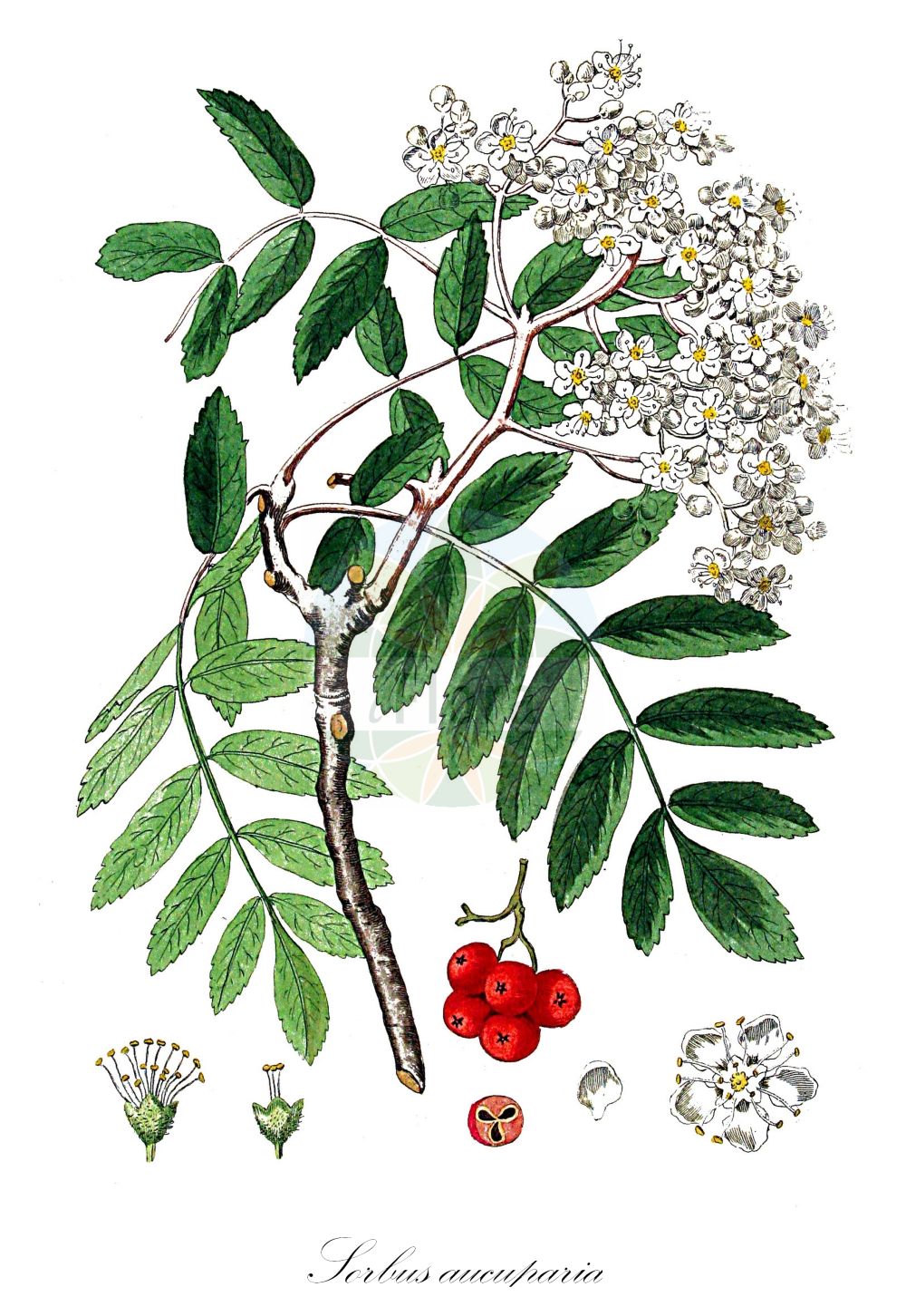Historische Abbildung von Sorbus aucuparia (Vogelbeere - Rowan). Das Bild zeigt Blatt, Bluete, Frucht und Same. ---- Historical Drawing of Sorbus aucuparia (Vogelbeere - Rowan). The image is showing leaf, flower, fruit and seed.(Sorbus aucuparia,Vogelbeere,Rowan,Crataegus aucuparia,Mespilus aucuparia,Pyrenia aucuparia,Pyrus aucuparia,Pyrus pohuashanensis,Sorbus adscharica,Sorbus amurensis,Sorbus aucuparia,Sorbus bachmarensis,Sorbus boissieri,Sorbus gorodkovii,Sorbus pohuashanensis,Vogelbeere,Gebirgs-Eberesche,Gebirgs-Vogelbeere,Gewoehnliche Vogelbeere,Vogelbeerbaum,Rowan,Common Mountain Ash,Common Rowan,European Mountain Ash,Mountain Ash,Quickbeam,Witchwood,Sorbus,Vogelbeere,White Beam,Rosaceae,Rosengewächse,Rose family,Blatt,Bluete,Frucht,Same,leaf,flower,fruit,seed,Kops (1800-1934))