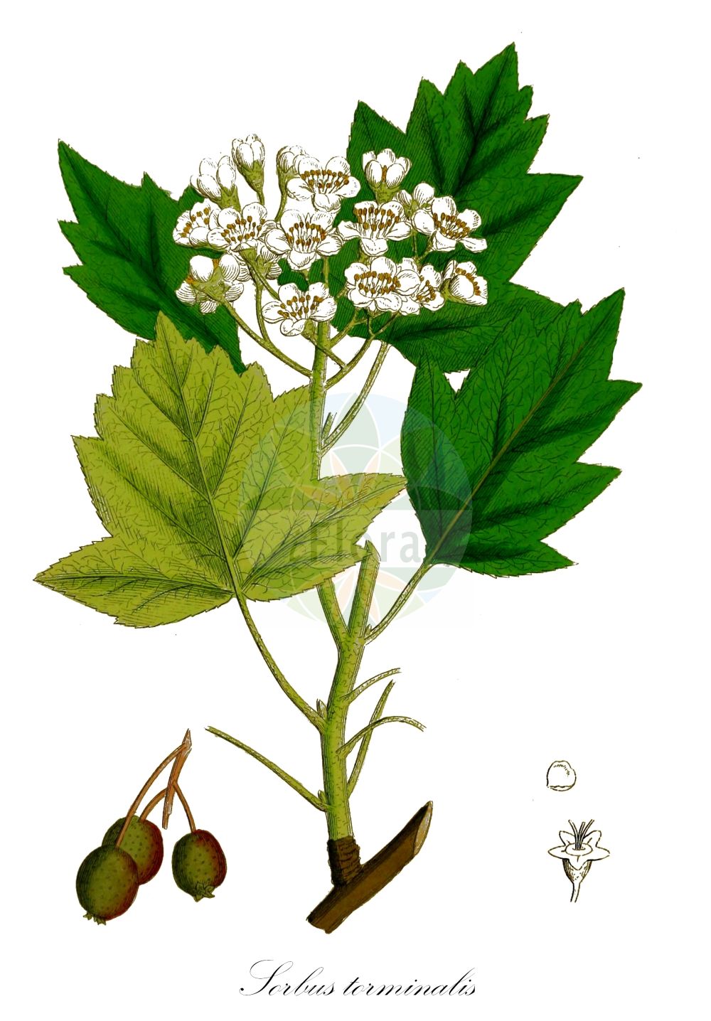 Historische Abbildung von Sorbus torminalis (Elsbeere - Wild Service-tree). Das Bild zeigt Blatt, Bluete, Frucht und Same. ---- Historical Drawing of Sorbus torminalis (Elsbeere - Wild Service-tree). The image is showing leaf, flower, fruit and seed.(Sorbus torminalis,Elsbeere,Wild Service-tree,Aria torminalis,Azarolus torminalis,Crataegus torminalis,Hahnia torminalis,Lazarolus torminalis,Malus torminalis,Mespilus torminalis,Pyrenia torminalis,Pyrus septiloba,Pyrus torminalis,Sorbus glaberrima,Sorbus orientalis,Sorbus perincisa,Sorbus torminalis,Torminalis clusii,Torminalis orientalis,Torminaria clusii,Torminaria torminalis,Torminaria vulgaris,Elsbeere,Elsbeerbaum,Wild Service-tree,Chequer Tree,Checkertree,Lezzory,Sorbus,Vogelbeere,White Beam,Rosaceae,Rosengewächse,Rose family,Blatt,Bluete,Frucht,Same,leaf,flower,fruit,seed,Sowerby (1790-1813))