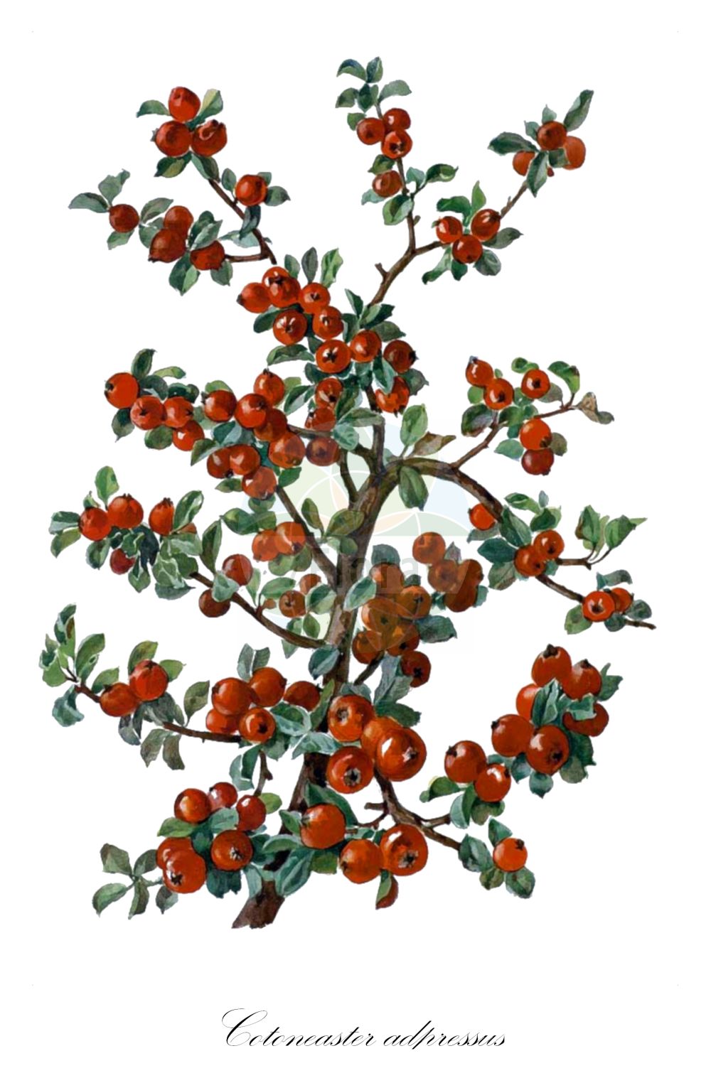 Historische Abbildung von Cotoneaster adpressus (Spalier-Zwergmispel - Creeping Cotoneaster). Das Bild zeigt Blatt, Bluete, Frucht und Same. ---- Historical Drawing of Cotoneaster adpressus (Spalier-Zwergmispel - Creeping Cotoneaster). The image is showing leaf, flower, fruit and seed.(Cotoneaster adpressus,Spalier-Zwergmispel,Creeping Cotoneaster,Cotoneaster adpressus,Spalier-Zwergmispel,Creeping Cotoneaster,Adpressed Cotoneaster,Cotoneaster,Zwergmispel,Dwarf Cotoneaster,Rosaceae,Rosengewächse,Rose family,Blatt,Bluete,Frucht,Same,leaf,flower,fruit,seed)