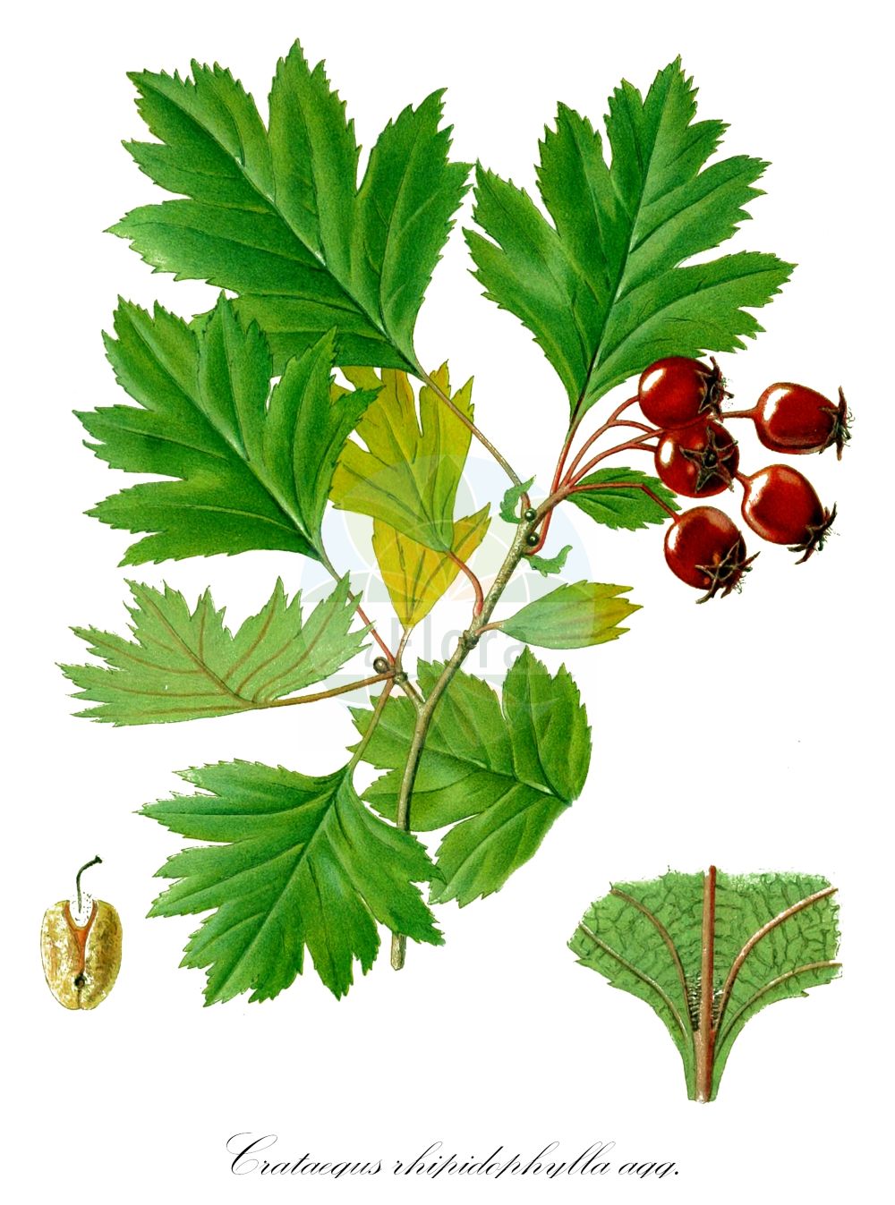 Historische Abbildung von Crataegus rhipidophylla agg. (Großkelch-Weißdorn - Large-calyx Hawthorn). Das Bild zeigt Blatt, Bluete, Frucht und Same. ---- Historical Drawing of Crataegus rhipidophylla agg. (Großkelch-Weißdorn - Large-calyx Hawthorn). The image is showing leaf, flower, fruit and seed.(Crataegus rhipidophylla agg.,Großkelch-Weißdorn,Large-calyx Hawthorn,Grosskelch-Weissdorn,Gewoehnlicher Grosskelchiger Weissdorn,Grosskelchiger Weissdorn,Krummkelch-Weissdorn,Langkelch-Weissdorn,Large-calyx Hawthorn,Crataegus,Weißdorn,Hawthorn,Rosaceae,Rosengewächse,Rose family,Blatt,Bluete,Frucht,Same,leaf,flower,fruit,seed,Lindman (1901-1905))