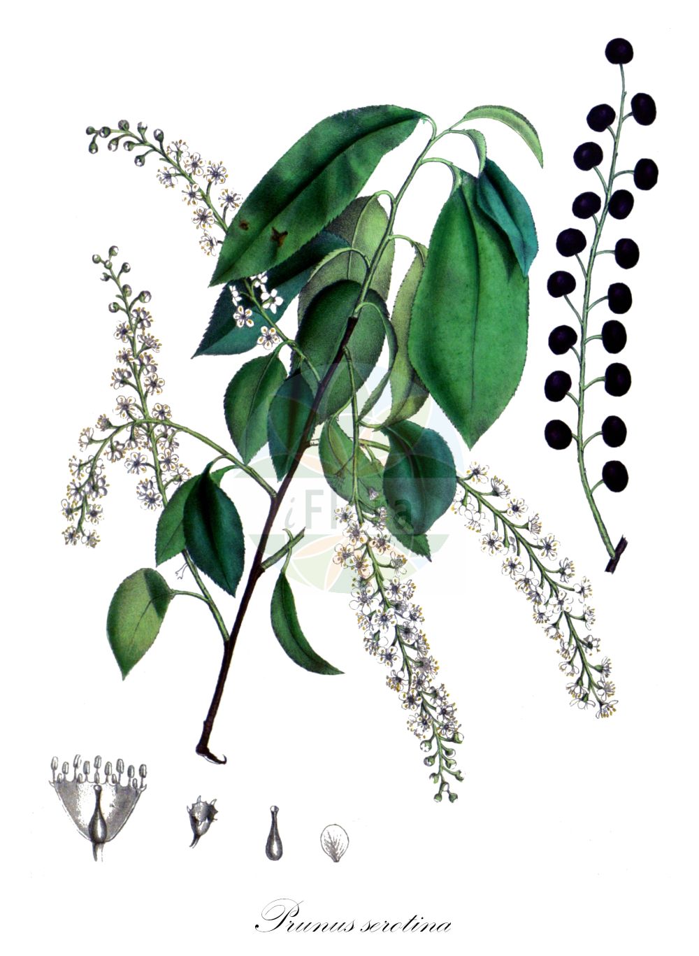 Historische Abbildung von Prunus serotina (Späte Traubenkirsche - Rum Cherry). Das Bild zeigt Blatt, Bluete, Frucht und Same. ---- Historical Drawing of Prunus serotina (Späte Traubenkirsche - Rum Cherry). The image is showing leaf, flower, fruit and seed.(Prunus serotina,Späte Traubenkirsche,Rum Cherry,Cerasus serotina,Padus capuli,Padus serotina,Prunus capuli,Prunus serotina,Spaete Traubenkirsche,Amerikanische Trauben-Kirsche,Spaetbluehende Trauben-Kirsche,Rum Cherry,Cabinet Cherry,Whiskey Cherry,Wild Black Cherry,Wild Cherry,Black Cherry,Whisky Cherry,Prunus,Kirsche,Plum,Rosaceae,Rosengewächse,Rose family,Blatt,Bluete,Frucht,Same,leaf,flower,fruit,seed,Carson et al. (1847))