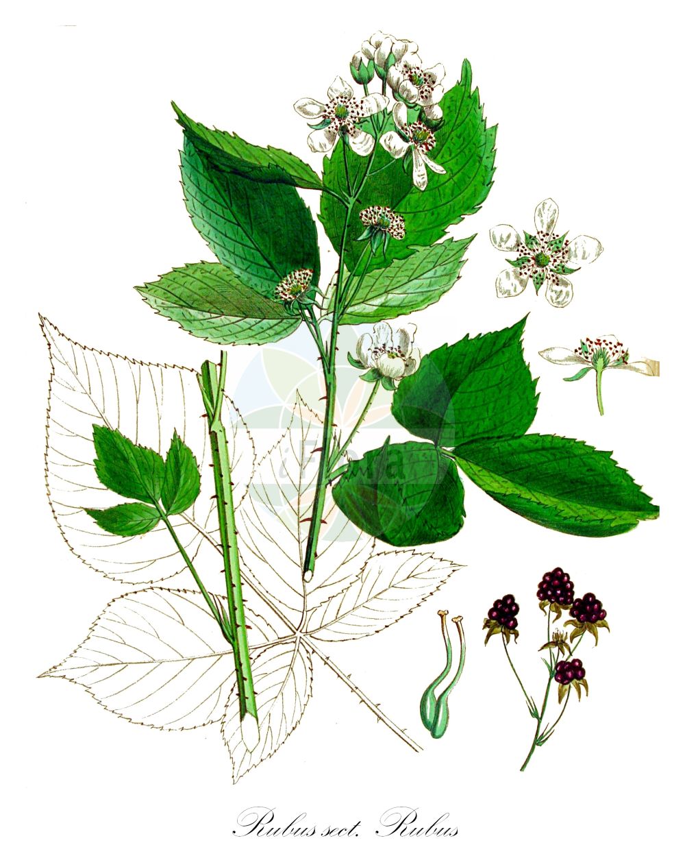 Historische Abbildung von Rubus sect. Rubus (Sektion Echte Brombeere - Brambles). Das Bild zeigt Blatt, Bluete, Frucht und Same. ---- Historical Drawing of Rubus sect. Rubus (Sektion Echte Brombeere - Brambles). The image is showing leaf, flower, fruit and seed.(Rubus sect. Rubus,Sektion Echte Brombeere,Brambles,Rubus sect. Rubus,Sektion Echte Brombeere,Brambles,Blackberry,Bramble,Rubus,Brombeere,Raspberry,Rosaceae,Rosengewächse,Rose family,Blatt,Bluete,Frucht,Same,leaf,flower,fruit,seed,Kops (1800-1934))