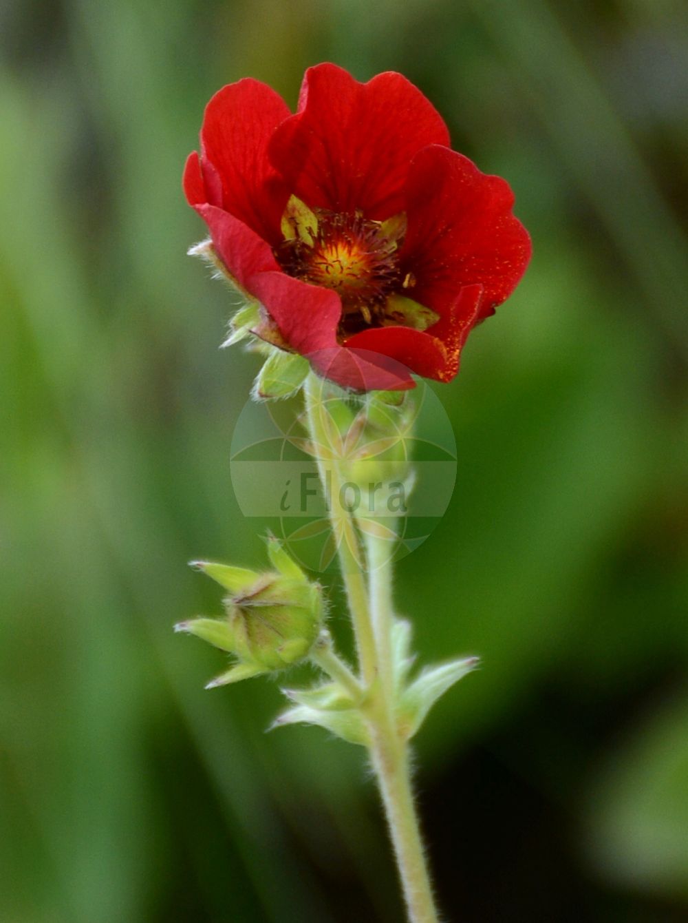 Foto von Potentilla atrosanguinea. Das Bild zeigt Bluete. Das Foto wurde in La Rambertina, Waadt, Schweiz aufgenommen. ---- Photo of Potentilla atrosanguinea. The image is showing flower. The picture was taken in La Rambertina, Vaud, Switzerland.(Potentilla atrosanguinea,Potentilla,Fingerkraut,Cinquefoil,Rosaceae,Rosengewächse,Rose family,Bluete,flower)