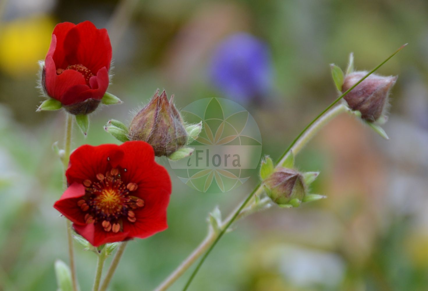Foto von Potentilla atrosanguinea. Das Bild zeigt Blatt und Bluete. Das Foto wurde in La Rambertina, Waadt, Schweiz aufgenommen. ---- Photo of Potentilla atrosanguinea. The image is showing leaf and flower. The picture was taken in La Rambertina, Vaud, Switzerland.(Potentilla atrosanguinea,Potentilla,Fingerkraut,Cinquefoil,Rosaceae,Rosengewächse,Rose family,Blatt,Bluete,leaf,flower)
