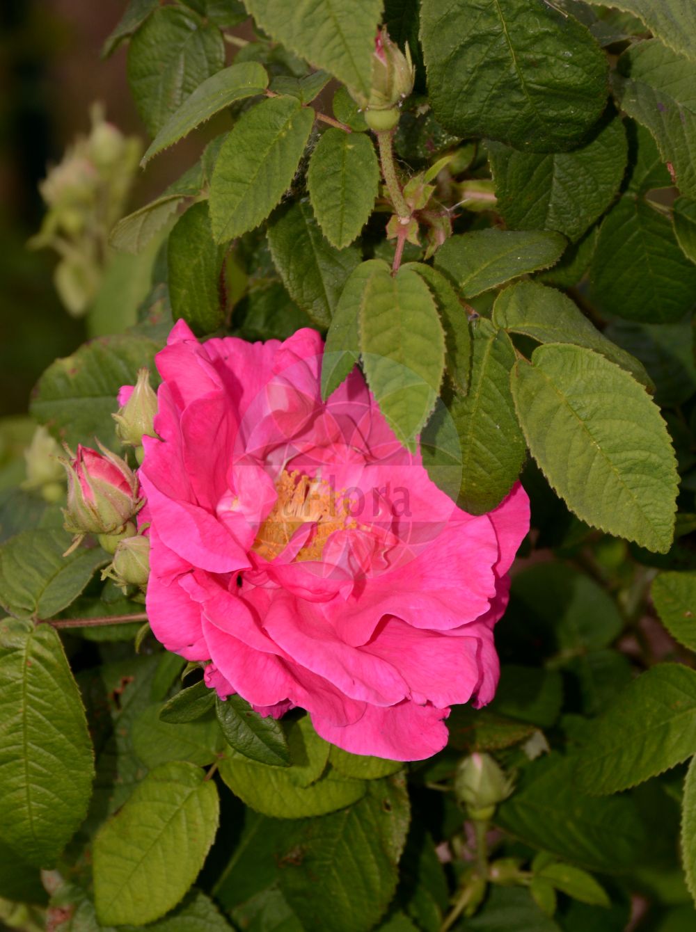 Foto von Rosa gallica (Essig-Rose - Red Rose). Das Bild zeigt Blatt und Bluete. Das Foto wurde in Sangerhausen, Mansfeld-Südharz, Sachsen-Anhalt, Deutschland aufgenommen. ---- Photo of Rosa gallica (Essig-Rose - Red Rose). The image is showing leaf and flower. The picture was taken in Sangerhausen, Mansfeld-Suedharz, Saxony-Anhalt, Germany.(Rosa gallica,Essig-Rose,Red Rose,Rosa arvina,Rosa assimilis,Rosa atropurpurea,Rosa austriaca,Rosa belgica,Rosa chrshanovskii,Rosa cordata,Rosa cordifolia,Rosa crenatula,Rosa czackiana,Rosa grossheimii,Rosa holosericea,Rosa homoacantha,Rosa humilis,Rosa krynkensis,Rosa livescens,Rosa mirogojana,Rosa oligacantha,Rosa olympica,Rosa parviuscula,Rosa pinnatifida,Rosa pumila,Rosa pygmaea,Rosa racemosa,Rosa ratomsciana,Rosa repens,Rosa rhodanii,Rosa rubra,Rosa ruralis,Rosa schistosa,Rosa subpygmaea,Rosa sylvatica,Rosa talijevii,Rosa tauriae,Rosa ucrainica,Rosa umbrosa,Rosa velutinaeflora,Rosa virescens,Rosa gallica,Essig-Rose,Red Rose,French Rose,Provence Rose,Red Rose Of Lancaster,Rosa,Rose,Rose,Rosaceae,Rosengewächse,Rose family,Blatt,Bluete,leaf,flower)
