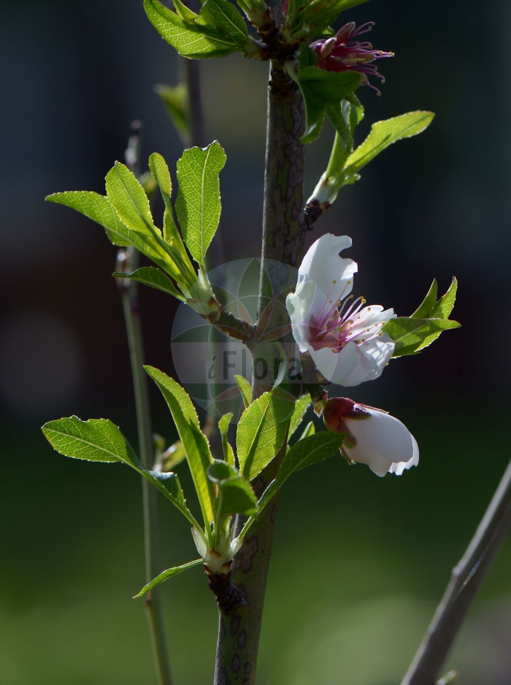 Foto von Prunus dulcis (Almond). Das Bild zeigt Blatt und Bluete. Das Foto wurde in Freiburg, Baden-Württemberg, Deutschland aufgenommen. ---- Photo of Prunus dulcis (Almond). The image is showing leaf and flower. The picture was taken in Freiburg, Baden-Wuerttemberg, Germany.(Prunus dulcis,Almond,Amygdalus amara,Amygdalus communis,Amygdalus dulcis,Amygdalus elata,Amygdalus fragilis,Amygdalus korshinskyi,Amygdalus ramonensis,Amygdalus sativa,Druparia amygdalus,Prunus amygdalus,Prunus dulcis,Prunus korshinskyi,Prunus,Kirsche,Plum,Rosaceae,Rosengewächse,Rose family,Blatt,Bluete,leaf,flower)