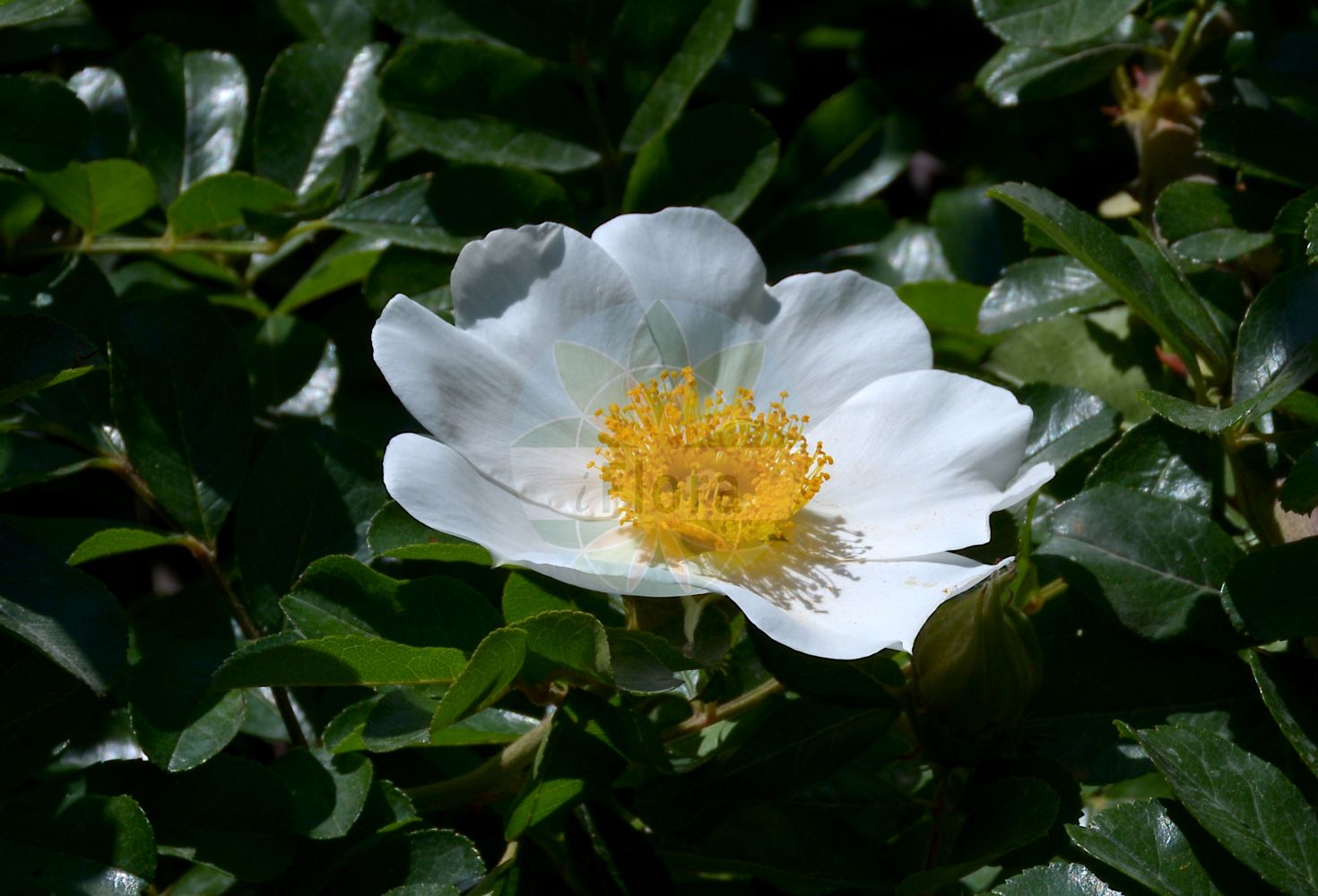 Foto von Rosa bracteata. Das Bild zeigt Blatt und Bluete. Das Foto wurde in Hanbury, Ventimiglia, Liguria, Italien aufgenommen. ---- Photo of Rosa bracteata. The image is showing leaf and flower. The picture was taken in Hanbury, Ventimiglia, Liguria, Italy.(Rosa bracteata,Rosa bracteata,Rosa,Rose,Rose,Rosaceae,Rosengewächse,Rose family,Blatt,Bluete,leaf,flower)