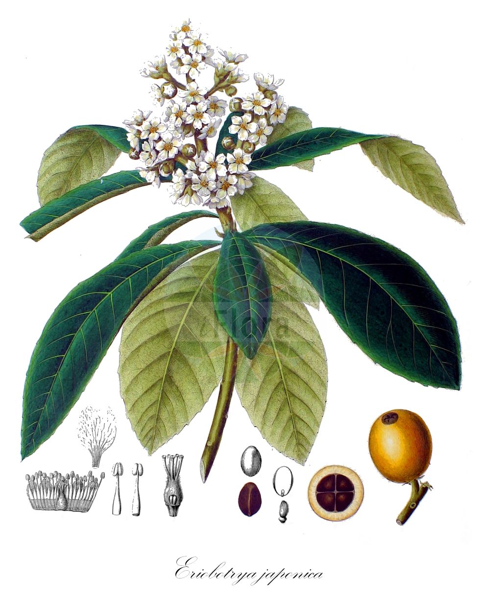 Historische Abbildung von Eriobotrya japonica. ---- Historical Drawing of Eriobotrya japonica.(Eriobotrya japonica,Eriobotrya japonica,Mespilus japonica,Eriobotrya,Rosaceae,Rosengewächse,Rose family,von Siebold & Zuccarini (1835-1875))