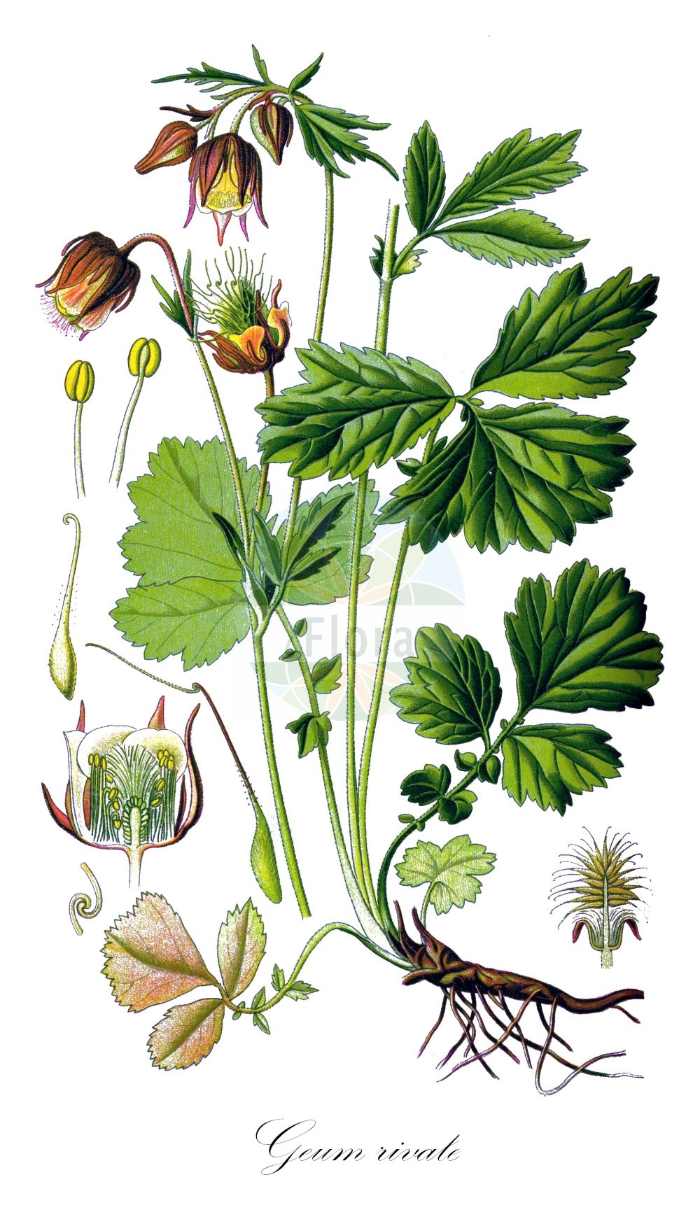 Historische Abbildung von Geum rivale (Bach-Nelkenwurz - Water Avens). ---- Historical Drawing of Geum rivale (Bach-Nelkenwurz - Water Avens).(Geum rivale,Bach-Nelkenwurz,Water Avens,Anemone dodecaphylla,Bernullia hybrida,Bernullia rivalis,Caryophyllata aquatica,Caryophyllata nutans,Caryophyllata rivalis,Geum hybridum,Geum nutans,Geum pallidum,Geum rivale,Geum rivale subsp. islandicum,Bach-Nelkenwurz,Water Avens,Indian Chocolate,Purple Avens,Geum,Nelkenwurz,Avens,Rosaceae,Rosengewächse,Rose family,Thomé (1885))