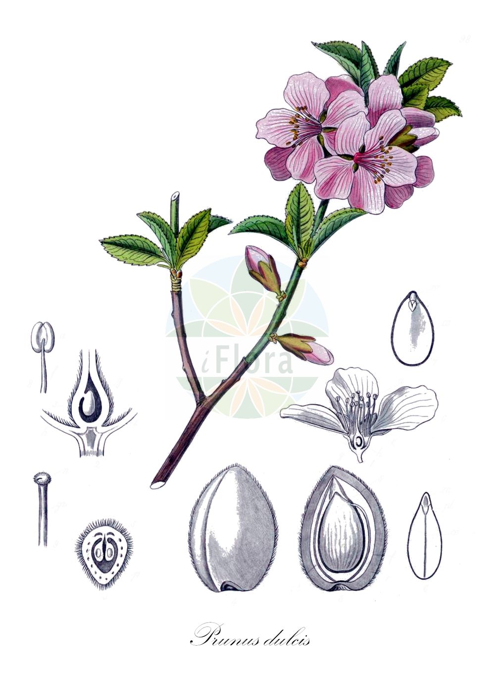 Historische Abbildung von Prunus dulcis (Almond). ---- Historical Drawing of Prunus dulcis (Almond).(Prunus dulcis,Almond,Amygdalus amara,Amygdalus communis,Amygdalus dulcis,Amygdalus elata,Amygdalus fragilis,Amygdalus korshinskyi,Amygdalus ramonensis,Amygdalus sativa,Druparia amygdalus,Prunus amygdalus,Prunus dulcis,Prunus korshinskyi,Prunus,Kirsche,Plum,Rosaceae,Rosengewächse,Rose family,Kohl (1891-1895))