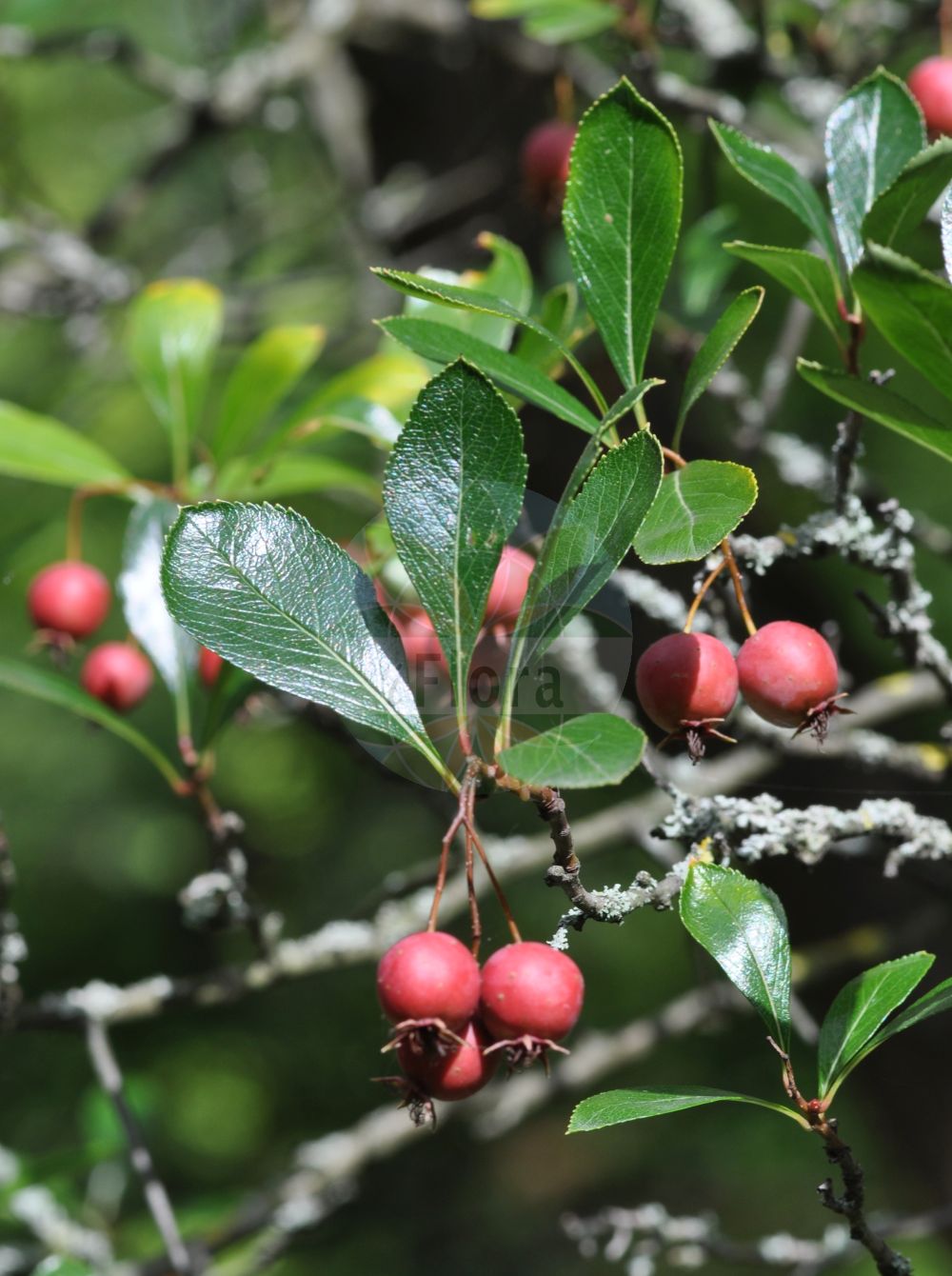 Foto von Crataegus crus-galli (Hahnenkamm-Weißdorn - Cockspurthorn). Das Bild zeigt Zweig, Blatt und Frucht. Das Foto wurde in Mainz, Rheinland-Pfalz, Deutschland aufgenommen. ---- Photo of Crataegus crus-galli (Hahnenkamm-Weißdorn - Cockspurthorn). The image is showing twig, leaf and fruit. The picture was taken in Mainz, Rhineland-Palatinate, Germany.(Crataegus crus-galli,Hahnenkamm-Weißdorn,Cockspurthorn,Crataegus accincta,Crataegus acutifolia,Crataegus albanthera,Crataegus algens,Crataegus alpestris,Crataegus angustifolia,Crataegus arduennae,Crataegus armata,Crataegus attenuata,Crataegus barrettiana,Crataegus bartramiana,Crataegus bellica,Crataegus bosciana,Crataegus bushii,Crataegus calcarigena,Crataegus calophylla,Crataegus candens,Crataegus cherokeensis,Crataegus cocksii,Crataegus consueta,Crataegus coursetiana,Crataegus crus-galli,Crataegus danielsii,Crataegus denaria,Crataegus eburnea,Crataegus efferta,Crataegus effulgens,Crataegus exigua,Crataegus farwellii,Crataegus fecunda,Crataegus ferox,Crataegus hamata,Crataegus hannibalensis,Crataegus immitis,Crataegus lancifolia,Crataegus laurifolia,Crataegus leptophylla,Crataegus linearis,Crataegus lucida,Crataegus macra,Crataegus mohrii,Crataegus monosperma,Crataegus operta,Crataegus pachyphylla,Crataegus palliata,Crataegus palmeri,Crataegus parkae,Crataegus permera,Crataegus permixta,Crataegus polyclada,Crataegus regalis,Crataegus rudis,Crataegus sabineana,Crataegus schizophylla,Crataegus signata,Crataegus strongylophylla,Crataegus subpilosa,Crataegus tantula,Crataegus tardiflora,Crataegus trahax,Crataegus triumphalis,Crataegus uniqua,Crataegus vallicola,Mespilus crus-galli,Mespilus cuneifolia,Mespilus lucida,Mespilus nana,Hahnenkamm-Weissdorn,Cockspurthorn,Cockspur Hawthorn,Crataegus,Weißdorn,Hawthorn,Rosaceae,Rosengewächse,Rose family,Zweig,Blatt,Frucht,twig,leaf,fruit)