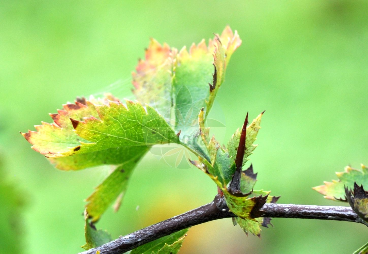 Foto von Crataegus rhipidophylla (Großkelch-Weißdorn - Large-calyx Hawthorn). Das Bild zeigt Dorn und Blatt. Das Foto wurde in Mainz, Rheinland-Pfalz, Deutschland aufgenommen. ---- Photo of Crataegus rhipidophylla (Großkelch-Weißdorn - Large-calyx Hawthorn). The image is showing thorn and leaf. The picture was taken in Mainz, Rhineland-Palatinate, Germany.(Crataegus rhipidophylla,Großkelch-Weißdorn,Large-calyx Hawthorn,Crataegus appressidens,Crataegus curvisepala,Crataegus dunensis,Crataegus lindmanii,Crataegus mauriannensis,Crataegus microphylla,Crataegus oxyacantha,Crataegus praemonticola,Crataegus pseudokyrtostyla,Crataegus rhipidophylla,Crataegus rosiformis,Crataegus silesiaca,Crataegus subrotunda,Mespilus oxyacantha,Oxyacantha dioscoridis,Oxyacantha laciniata,Grosskelch-Weissdorn,Large-calyx Hawthorn,Crataegus,Weißdorn,Hawthorn,Rosaceae,Rosengewächse,Rose family,Dorn,Blatt,thorn,leaf)