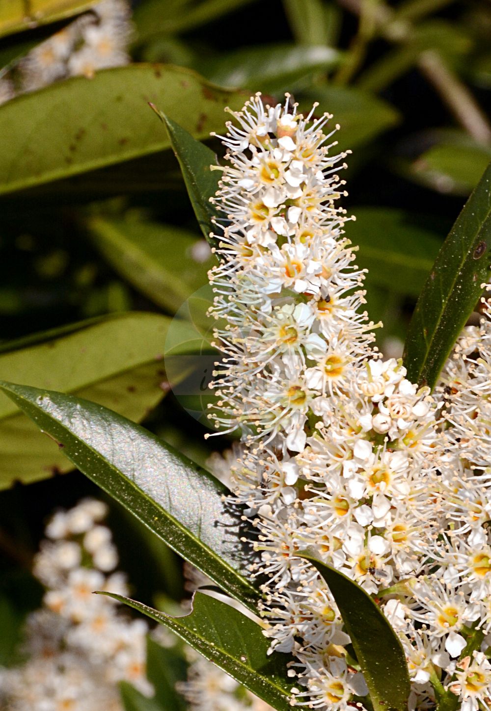 Foto von Prunus laurocerasus (Kirschlorbeer - Cherry Laurel). Das Bild zeigt Blatt und Bluete. ---- Photo of Prunus laurocerasus (Kirschlorbeer - Cherry Laurel). The image is showing leaf and flower.(Prunus laurocerasus,Kirschlorbeer,Cherry Laurel,Cerasus laurocerasus,Laurocerasus officinalis,Laurocerasus otinii,Laurocerasus vulgaris,Padus laurocerasus,Prunus grandifolia,Prunus laurocerasus,Kirschlorbeer,Kolchische Lorbeer-Kirsche,Pontische Lorbeer-Kirsche,Cherry Laurel,Common Laurel,Laurel Cherry,Prunus,Kirsche,Plum,Rosaceae,Rosengewächse,Rose family,Blatt,Bluete,leaf,flower)
