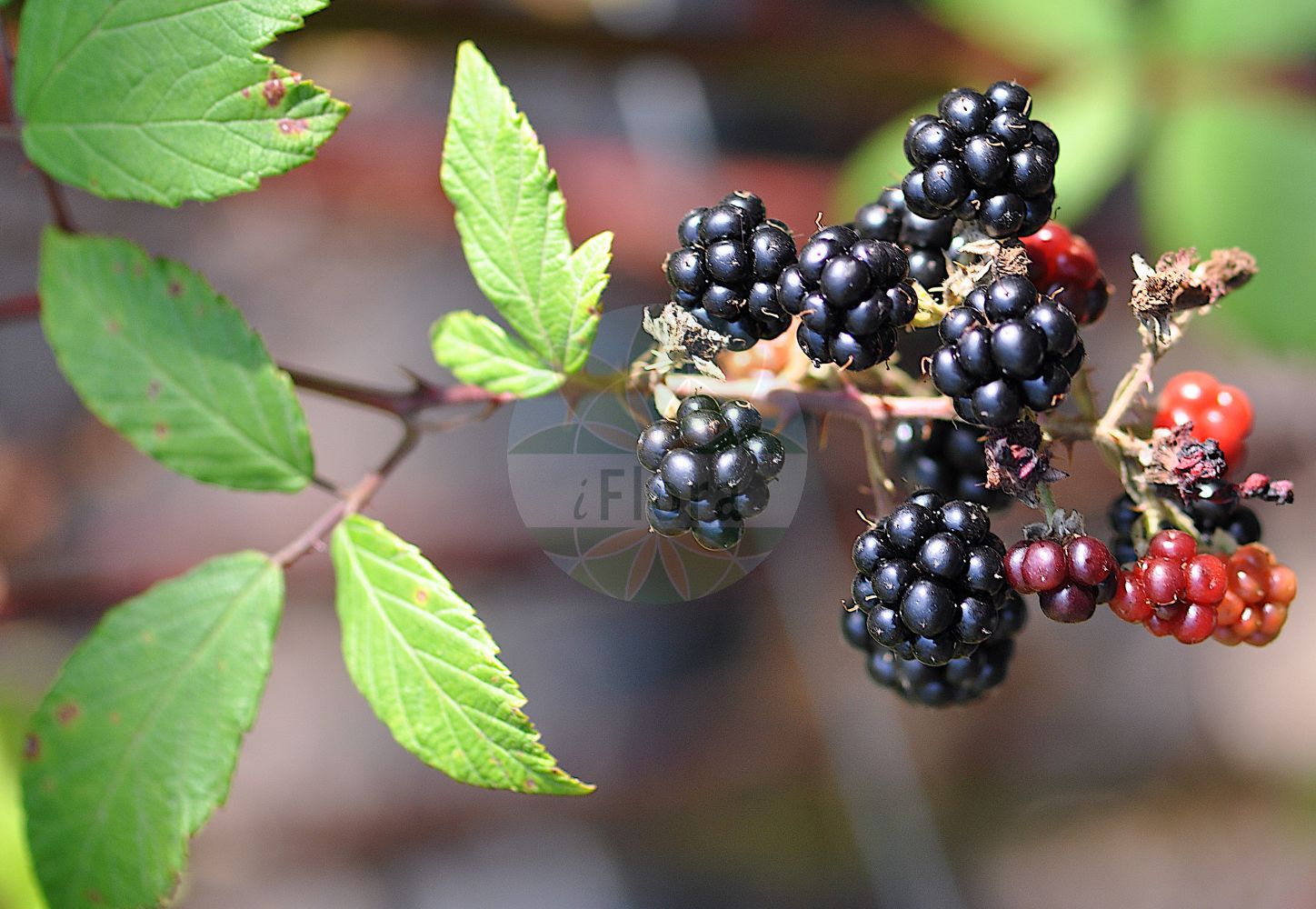 Foto von Rubus subg. Rubus (Brombeeren). Das Bild zeigt Blatt und Frucht. ---- Photo of Rubus subg. Rubus (Brombeeren). The image is showing leaf and fruit.(Rubus subg. Rubus,Brombeeren,Rubus subg. Rubus,Brombeeren,Rubus,Brombeere,Raspberry,Rosaceae,Rosengewächse,Rose family,Blatt,Frucht,leaf,fruit)