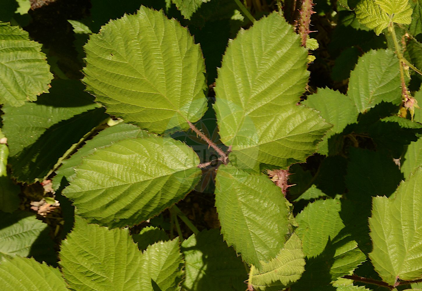 Foto von Rubus sect. Rubus (Sektion Echte Brombeere - Brambles). Das Bild zeigt Stamm und Blatt. Das Foto wurde in Besancon, Bourgogne-Franche-Comté (Präfektur), Frankreich aufgenommen. ---- Photo of Rubus sect. Rubus (Sektion Echte Brombeere - Brambles). The image is showing stem and leaf. The picture was taken in Besançon, Bourgogne-Franche-Comté.(Rubus sect. Rubus,Sektion Echte Brombeere,Brambles,Rubus sect. Rubus,Sektion Echte Brombeere,Brambles,Blackberry,Bramble,Rubus,Brombeere,Raspberry,Rosaceae,Rosengewächse,Rose family,Stamm,Blatt,stem,leaf)