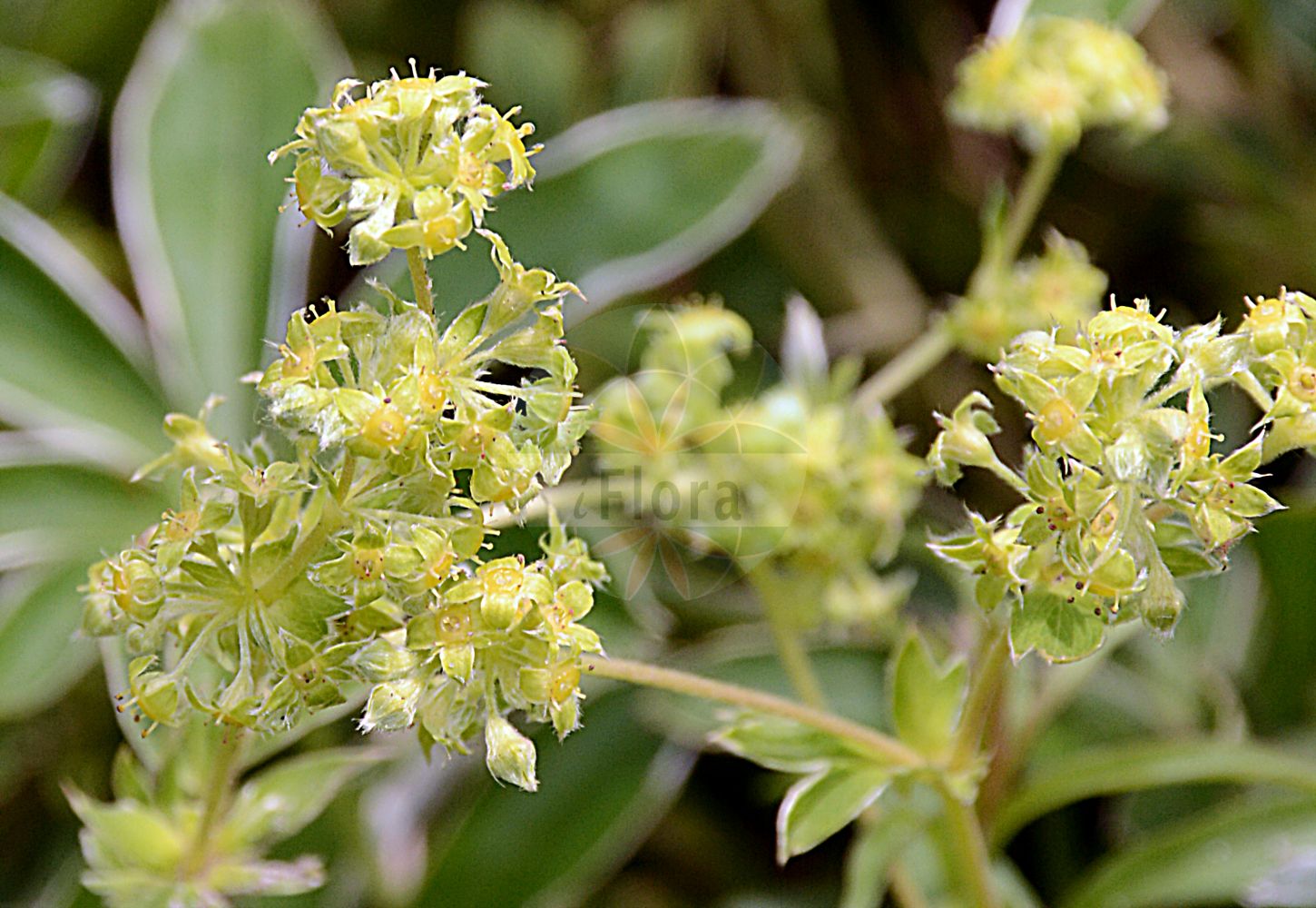 Foto von Alchemilla alpina (Alpen-Frauenmantel - Alpine Lady's-mantle). Das Foto wurde in Oldenburg, Niedersachsen, Deutschland aufgenommen. ---- Photo of Alchemilla alpina (Alpen-Frauenmantel - Alpine Lady's-mantle). The picture was taken in Oldenburg, Lower Saxony, Germany.(Alchemilla alpina,Alpen-Frauenmantel,Alpine Lady's-mantle,Alchemilla viridicans,Alchemilla alpina,Alpen-Frauenmantel,Alpine Lady's-mantle,Thin-stem Lady's Mantle,Alchemilla,Frauenmantel,Lady's Mantle,Rosaceae,Rosengewächse,Rose family)