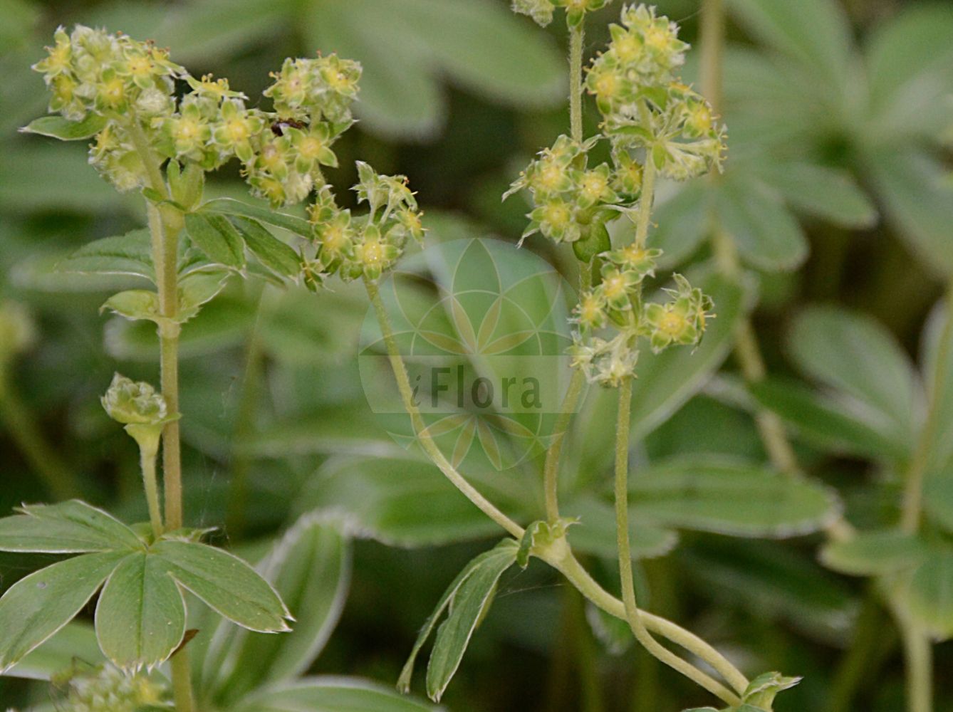 Foto von Alchemilla hoppeana (Hoppes Frauenmantel - Hoppe's Lady's Mantle). Das Foto wurde in Linz, Oberösterreich, Österreich aufgenommen. ---- Photo of Alchemilla hoppeana (Hoppes Frauenmantel - Hoppe's Lady's Mantle). The picture was taken in Linz, Upper Austria, Austria.(Alchemilla hoppeana,Hoppes Frauenmantel,Hoppe's Lady's Mantle,Alchemilla asterophylla,Alchemilla hoppeana,Alchemilla hoppeana subsp. asterophylla,Hoppes Frauenmantel,Hoppe's Lady's Mantle,Alchemilla,Frauenmantel,Lady's Mantle,Rosaceae,Rosengewächse,Rose family)