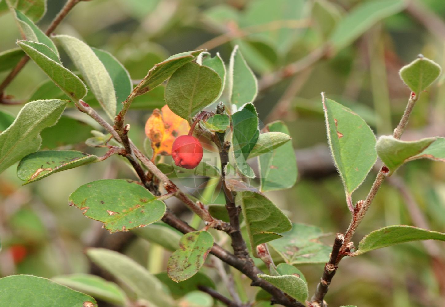Foto von Cotoneaster integerrimus (Felsen-Zwergmispel - European Cotoneaster). Das Foto wurde in Kleinwalsertal, Mittelberg, Vorarlberg, Österreich, Alpen aufgenommen. ---- Photo of Cotoneaster integerrimus (Felsen-Zwergmispel - European Cotoneaster). The picture was taken in Kleinwalsertal, Mittelberg, Vorarlberg, Austria, Alps.(Cotoneaster integerrimus,Felsen-Zwergmispel,European Cotoneaster,Cotoneaster cotoneaster,Cotoneaster integerrimus,Cotoneaster scandinavicus,Cotoneaster vulgaris,Crataegus cotoneaster,Gymnopyrenium vulgare,Mespilus cotoneaster,Ostinia cotoneaster,Pyrus cotoneaster,Felsen-Zwergmispel,Gewoehnliche Steinmispel,European Cotoneaster,Wild Cotoneaster,Cotoneaster,Zwergmispel,Dwarf Cotoneaster,Rosaceae,Rosengewächse,Rose family)