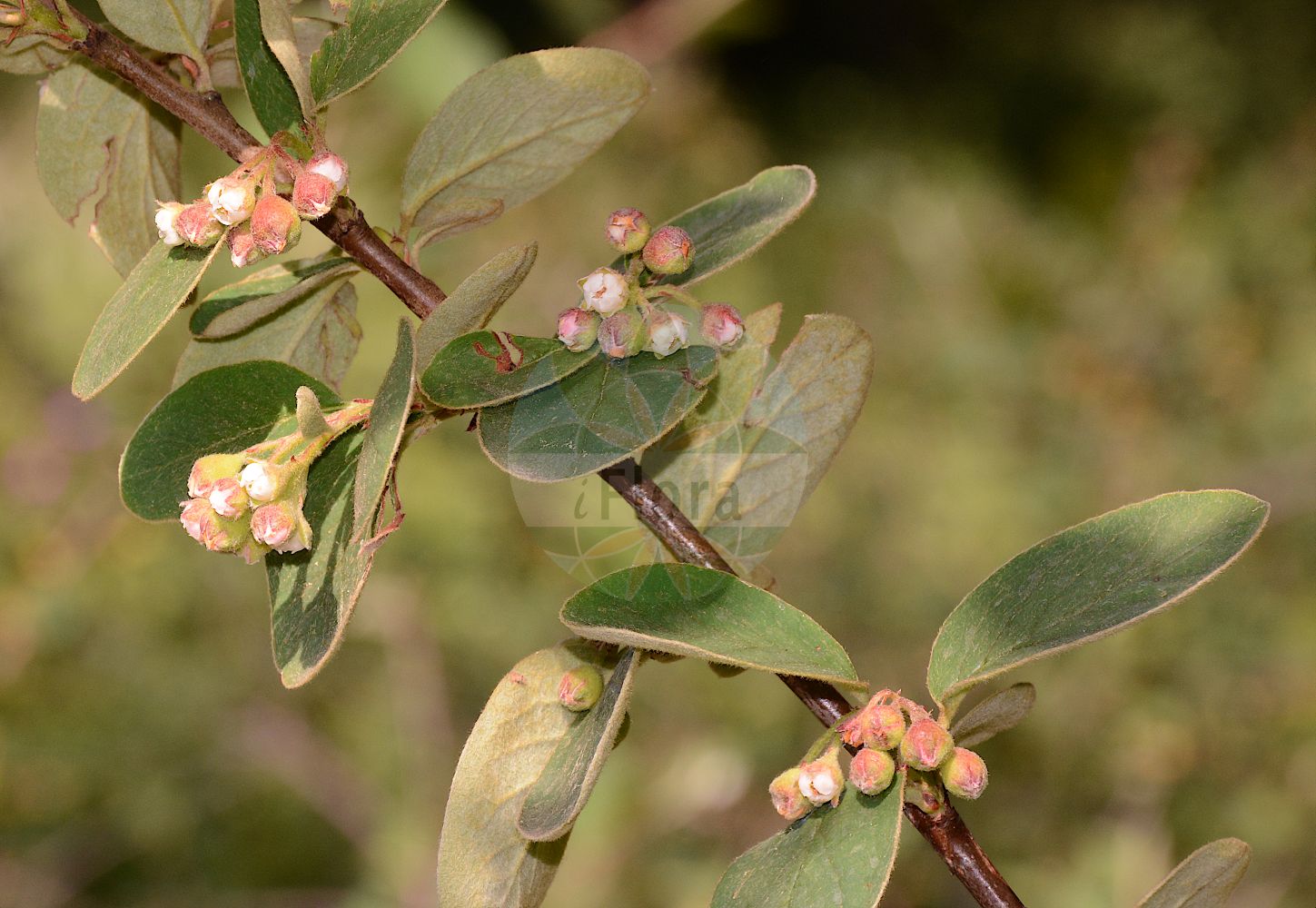 Foto von Cotoneaster tomentosus (Filzige Zwergmispel - Woolly Cotoneaster). Das Foto wurde in Berlin, Deutschland aufgenommen. ---- Photo of Cotoneaster tomentosus (Filzige Zwergmispel - Woolly Cotoneaster). The picture was taken in Berlin, Germany.(Cotoneaster tomentosus,Filzige Zwergmispel,Woolly Cotoneaster,Cotoneaster coccineus,Cotoneaster soczavianus,Cotoneaster tomentosus,Gymnopyrenium tomentosum,Mespilus eriocarpa,Mespilus orientalis,Mespilus pygmaea,Mespilus tomentosa,Mespilus tomentosa var. coccinea,Filzige Zwergmispel,Woolly Cotoneaster,Brickberry Cotoneaster,Downy Meelar,Hairy Cotoneaster,Cotoneaster,Zwergmispel,Dwarf Cotoneaster,Rosaceae,Rosengewächse,Rose family)