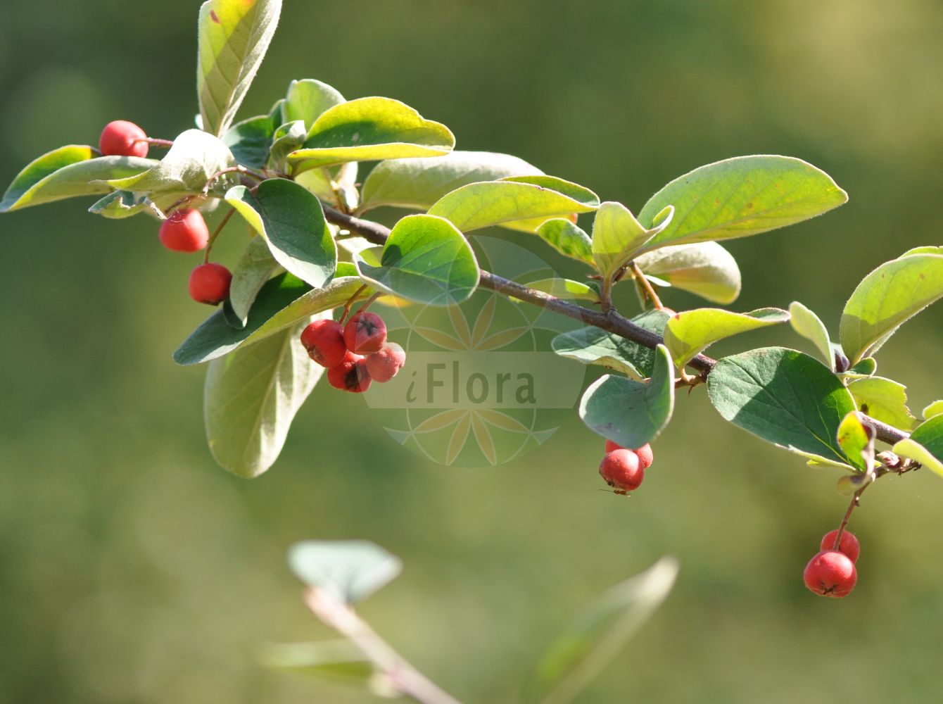Foto von Cotoneaster tomentosus (Filzige Zwergmispel - Woolly Cotoneaster). Das Foto wurde in Marburg, Hessen, Deutschland aufgenommen. ---- Photo of Cotoneaster tomentosus (Filzige Zwergmispel - Woolly Cotoneaster). The picture was taken in Marburg, Hesse, Germany.(Cotoneaster tomentosus,Filzige Zwergmispel,Woolly Cotoneaster,Cotoneaster coccineus,Cotoneaster soczavianus,Cotoneaster tomentosus,Gymnopyrenium tomentosum,Mespilus eriocarpa,Mespilus orientalis,Mespilus pygmaea,Mespilus tomentosa,Mespilus tomentosa var. coccinea,Filzige Zwergmispel,Woolly Cotoneaster,Brickberry Cotoneaster,Downy Meelar,Hairy Cotoneaster,Cotoneaster,Zwergmispel,Dwarf Cotoneaster,Rosaceae,Rosengewächse,Rose family)
