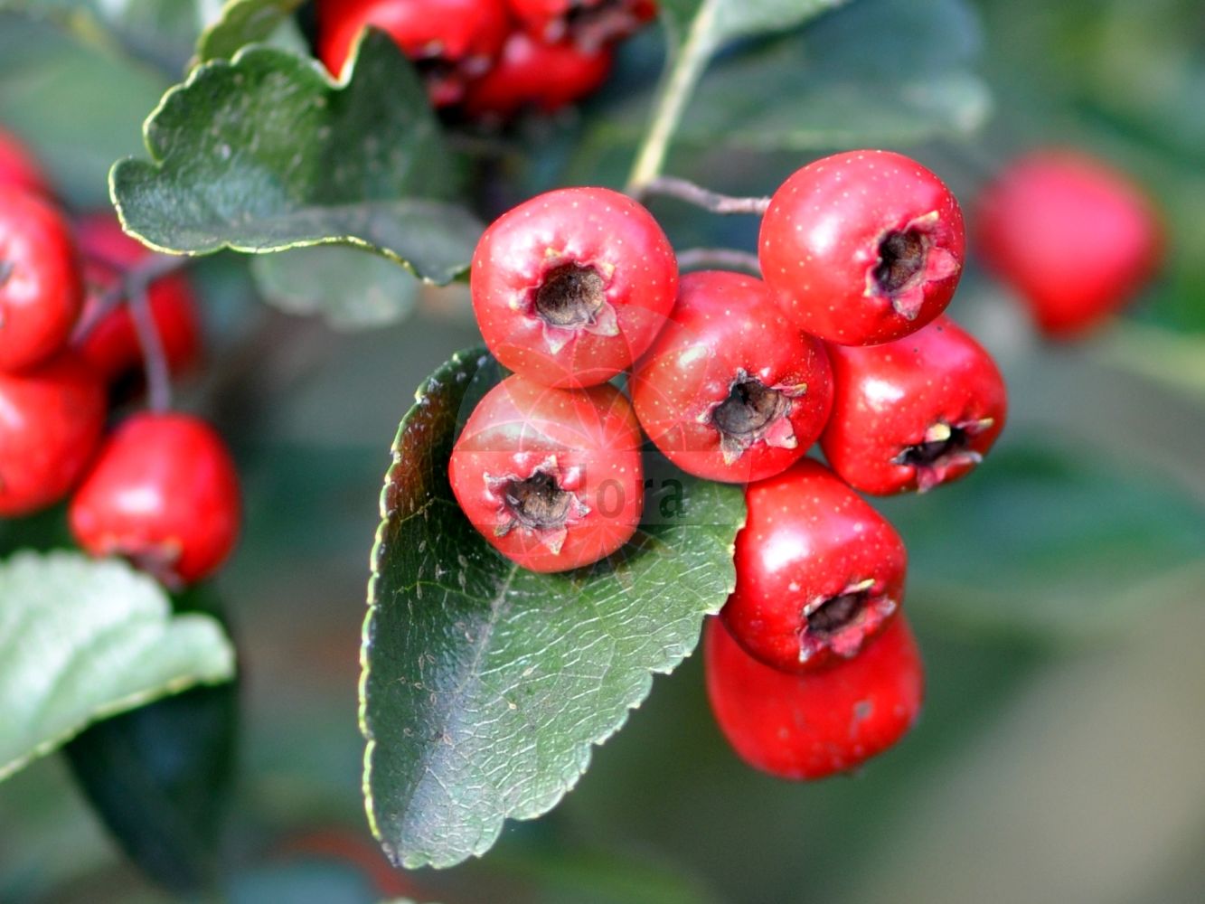 Foto von Crataegus laevigata (Zweigriffliger Weißdorn - Midland Hawthorn). Das Foto wurde in Frankfurt, Hessen, Deutschland aufgenommen. ---- Photo of Crataegus laevigata (Zweigriffliger Weißdorn - Midland Hawthorn). The picture was taken in Frankfurt, Hesse, Germany.(Crataegus laevigata,Zweigriffliger Weißdorn,Midland Hawthorn,Crataegus coriacea,Crataegus kuppferi,Crataegus laevigata,Crataegus oxyacanthoides,Crataegus palmstruchii,Crataegus spinosa,Crataegus subinermis,Crataegus walokochiana,Mespilus digyna,Mespilus intermedia,Mespilus laevigata,Mespilus oxyacanthoides,Oxyacantha matthioli,Oxyacantha obtusata,Oxyacantha vulgaris,Zweigriffliger Weissdorn,Grossfrucht-Weissdorn,Stumpflappiger Weissdorn,Zweigriffel-Weissdorn,Zweikern-Weissdorn,Midland Hawthorn,English Hawthorn,Smooth Hawthorn,May,Whitethorn,Crataegus,Weißdorn,Hawthorn,Rosaceae,Rosengewächse,Rose family)