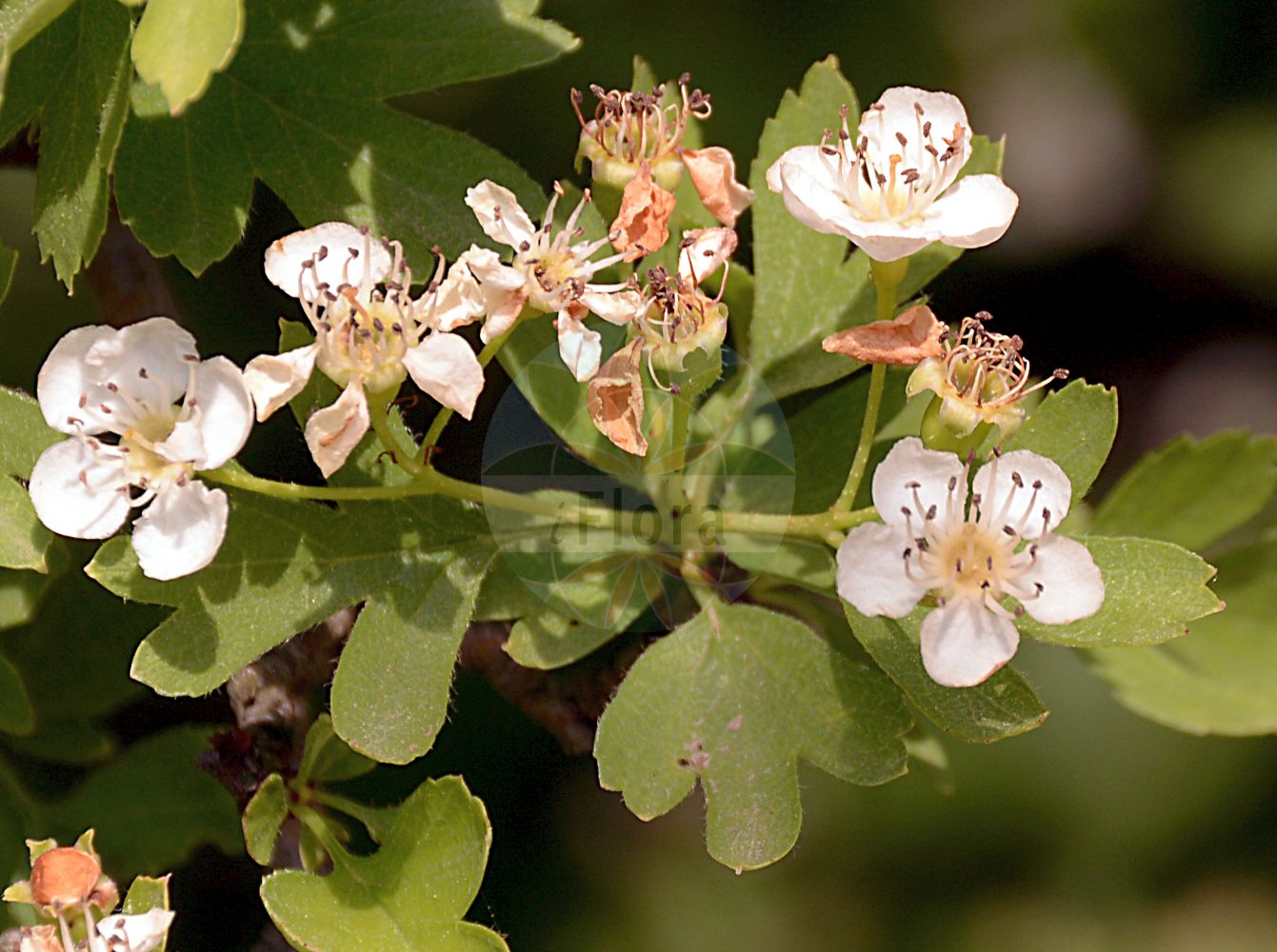 Foto von Crataegus monogyna (Eingriffeliger Weißdorn - Hawthorn). Das Foto wurde in Berlin, Deutschland aufgenommen. ---- Photo of Crataegus monogyna (Eingriffeliger Weißdorn - Hawthorn). The picture was taken in Berlin, Germany.(Crataegus monogyna,Eingriffeliger Weißdorn,Hawthorn,Crataegus aegeica,Crataegus aguilaris,Crataegus alemanniensis,Crataegus alutacea,Crataegus apiifolia,Crataegus azarella,Crataegus borealoides,Crataegus bracteolaris,Crataegus brevispina,Crataegus chlorocarpa,Crataegus cuneata,Crataegus curvisepaloides,Crataegus debeauxii,Crataegus dissecta,Crataegus diversifolia,Crataegus elegans,Crataegus floribunda,Crataegus granatensis,Crataegus hirsuta,Crataegus inermis,Crataegus insegnae,Crataegus integerrima,Crataegus intermedia,Crataegus jacquinii,Crataegus krima,Crataegus krumbholzii,Crataegus kyrtostyla,Crataegus lamprophylla,Crataegus lasiocarpa,Crataegus leiomonogyna,Crataegus lipskyi,Crataegus maroccana,Crataegus maura,Crataegus monogyna,Crataegus oligacantha,Crataegus orientobaltica,Crataegus panachaica,Crataegus parvifolia,Crataegus paucifoliata,Crataegus petiolulata,Crataegus popovii,Crataegus praearmata,Crataegus pulchella,Crataegus segobricensis,Crataegus septempartita,Crataegus stevenii,Crataegus subborealis,Crataegus subintegriloba,Crataegus sublucens,Crataegus subserrata,Crataegus thyrsoidea,Crataegus triloba,Crataegus villosa,Crataegus xeromorpha,Mespilus brevispina,Mespilus diversifolia,Mespilus elegans,Mespilus fissa,Mespilus insegnae,Mespilus maroccana,Mespilus maura,Mespilus monogyna,Mespilus polyacantha,Mespilus triloba,Oxyacantha apiifolia,Oxyacantha azarella,Oxyacantha elegans,Oxyacantha granatensis,Oxyacantha kyrtostyla,Oxyacantha monogyna,Eingriffeliger Weissdorn,Eingriffel-Weissdorn,Einkern-Weissdorn,Spitzlappiger Weissdorn,Hawthorn,Common Hawthorn,Oneseed Hawthorn,English Hawthorn,May,Quickthorn,Single-seed Hawthorn,Whitethorn,Crataegus,Weißdorn,Hawthorn,Rosaceae,Rosengewächse,Rose family)