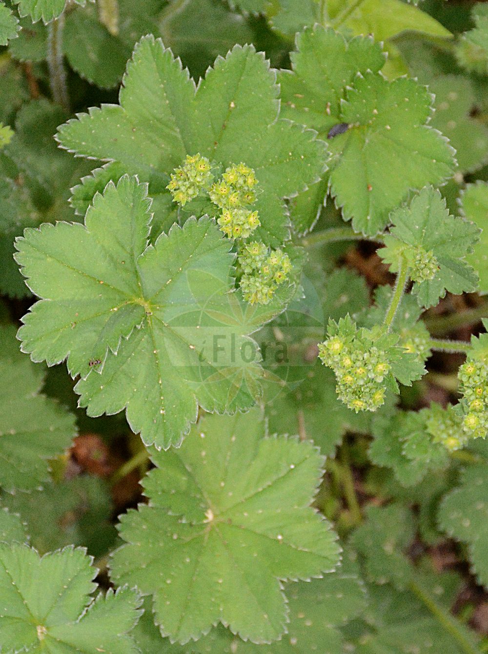 Foto von Alchemilla hybrida. ---- Photo of Alchemilla hybrida.(Alchemilla hybrida,Alchemilla hybrida,Alchemilla intermedia,Alchemilla lapeyrousii,Alchemilla minor,Alchemilla pubescens,Alchemilla,Frauenmantel,Lady's Mantle,Rosaceae,Rosengewächse,Rose family)