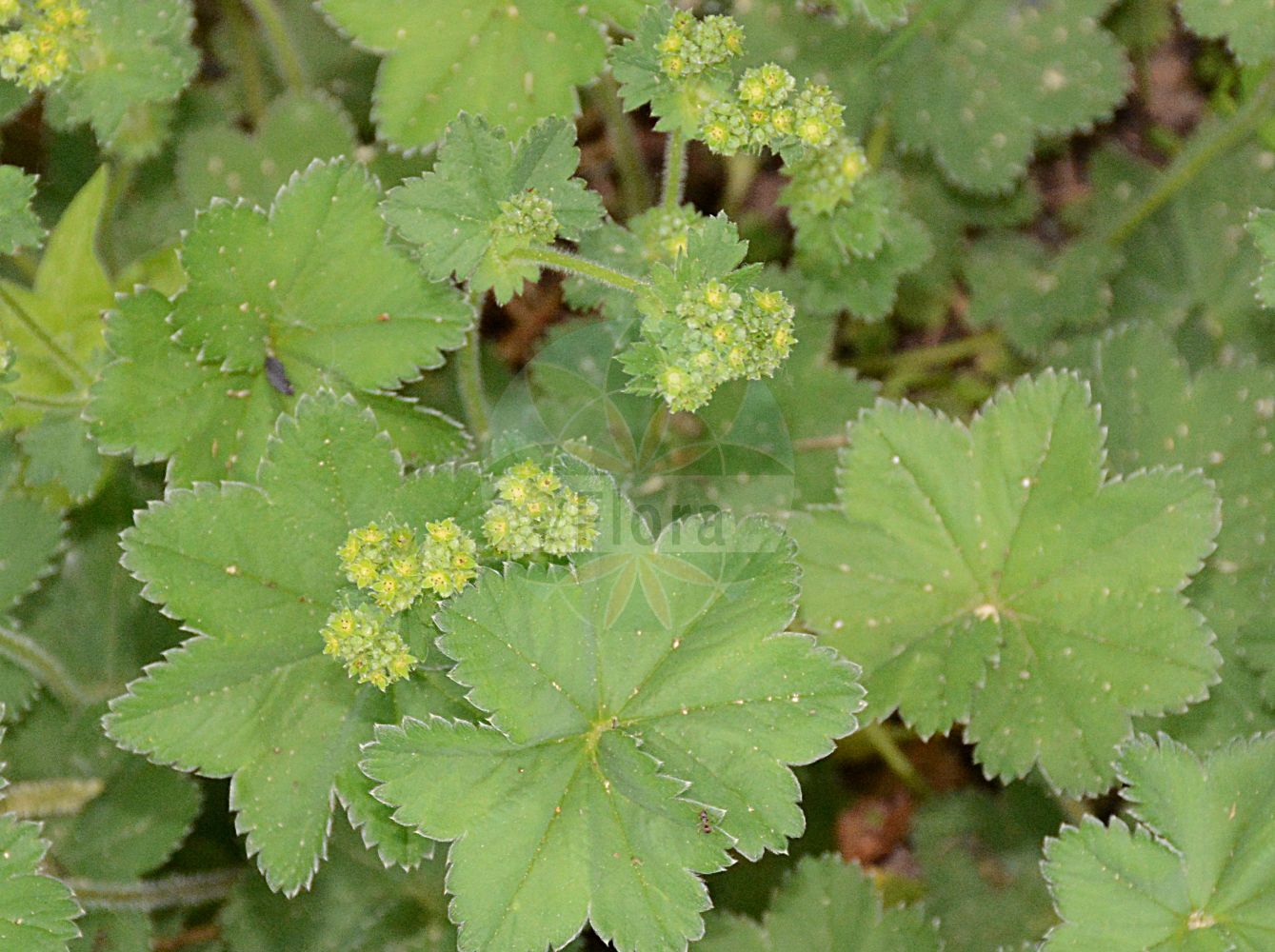 Foto von Alchemilla glaucescens (Filz-Frauenmantel - Small Lady's Mantle). Das Foto wurde in Marburg, Hessen, Deutschland aufgenommen. ---- Photo of Alchemilla glaucescens (Filz-Frauenmantel - Small Lady's Mantle). The picture was taken in Marburg, Hesse, Germany.(Alchemilla glaucescens,Filz-Frauenmantel,Small Lady's Mantle,Alchemilla glaucescens,Alchemilla hybrida subsp. glaucescens,Filz-Frauenmantel,Graugruener Frauenmantel,Weichhaar-Frauenmantel,Small Lady's Mantle,Alchemilla,Frauenmantel,Lady's Mantle,Rosaceae,Rosengewächse,Rose family)