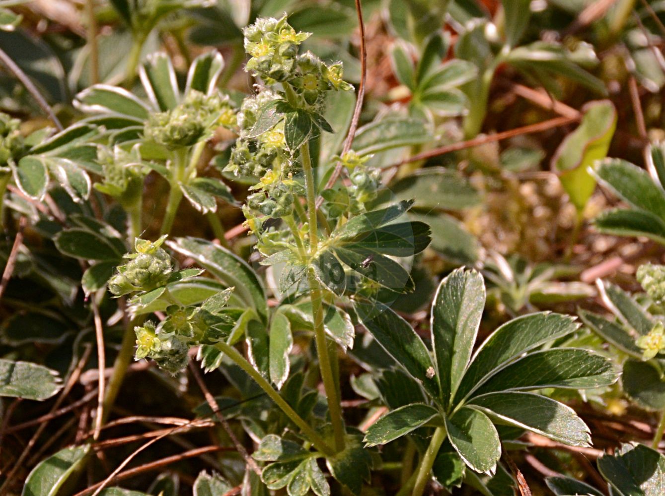 Foto von Alchemilla alpigena (Kalkalpen-Frauenmantel - Limestone Alp Lady's Mantle). Das Foto wurde in Marburg, Hessen, Deutschland aufgenommen. ---- Photo of Alchemilla alpigena (Kalkalpen-Frauenmantel - Limestone Alp Lady's Mantle). The picture was taken in Marburg, Hesse, Germany.(Alchemilla alpigena,Kalkalpen-Frauenmantel,Limestone Alp Lady's Mantle,Alchemilla alpigena,Alchemilla scintillans,Kalkalpen-Frauenmantel,Limestone Alp Lady's Mantle,Alchemilla,Frauenmantel,Lady's Mantle,Rosaceae,Rosengewächse,Rose family)