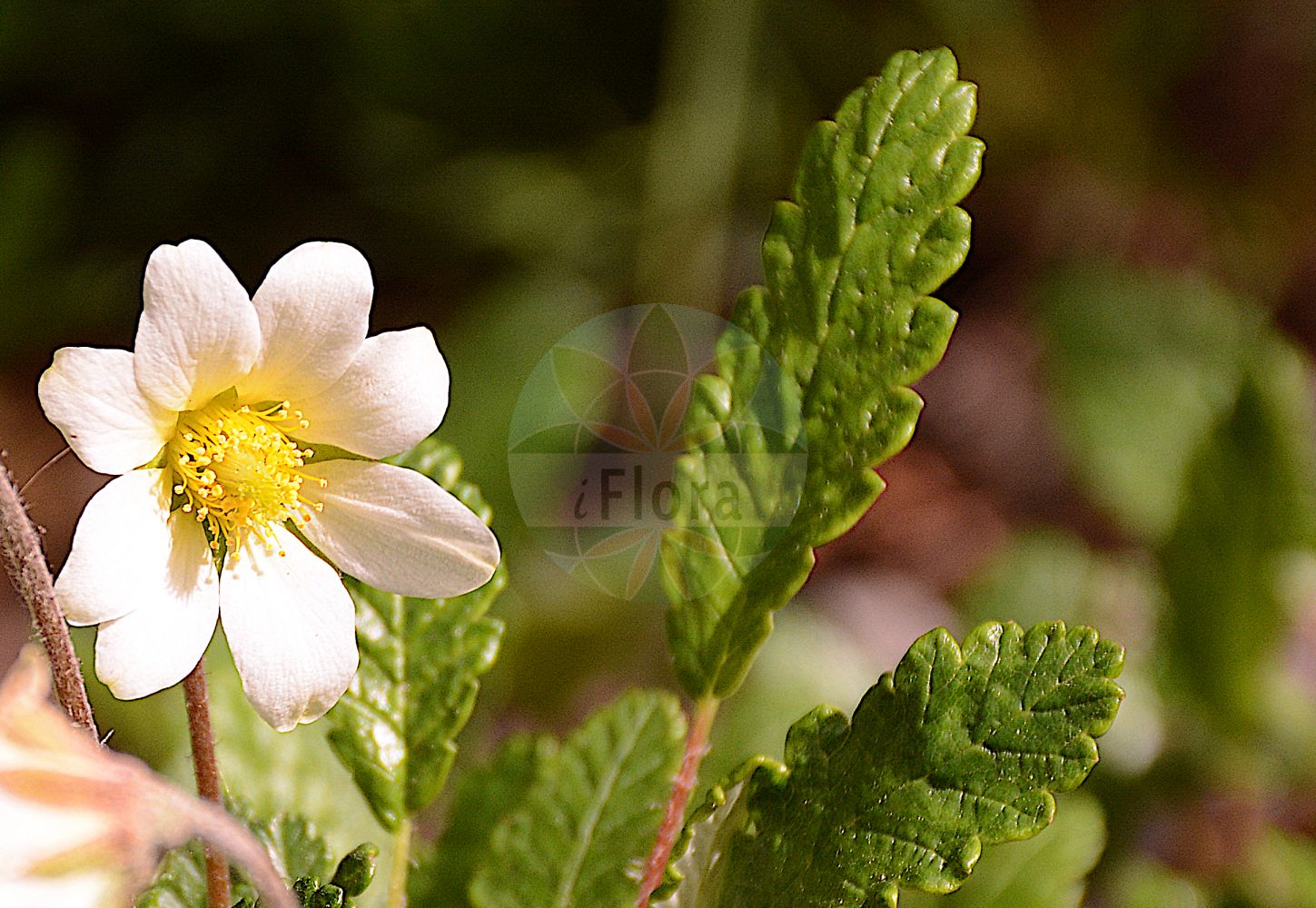 Foto von Dryas octopetala (Weiße Silberwurz - Mountain Avens). Das Foto wurde in Köln, Nordrhein-Westfalen, Deutschland aufgenommen. ---- Photo of Dryas octopetala (Weiße Silberwurz - Mountain Avens). The picture was taken in Cologne, North Rhine-Westphalia, Germany.(Dryas octopetala,Weiße Silberwurz,Mountain Avens,Dryadea octopetala,Dryas alpina,Dryas babingtoniana,Dryas caucasica,Dryas chamaedryfolia,Dryas depressa,Dryas eriopoda,Dryas lanata,Dryas lepida,Dryas montana,Dryas octopetala,Dryas pentaphyllea,Dryas punctata,Dryas subincisa,Dryas vagans,Geum chamedryfolium,Geum octopetalum,Ptilotum octopetalum,Weisse Silberwurz,Mountain Avens,Eightpetal Mountain-avens,Dryas,Silberwurz,Mountain-avens,Rosaceae,Rosengewächse,Rose family)