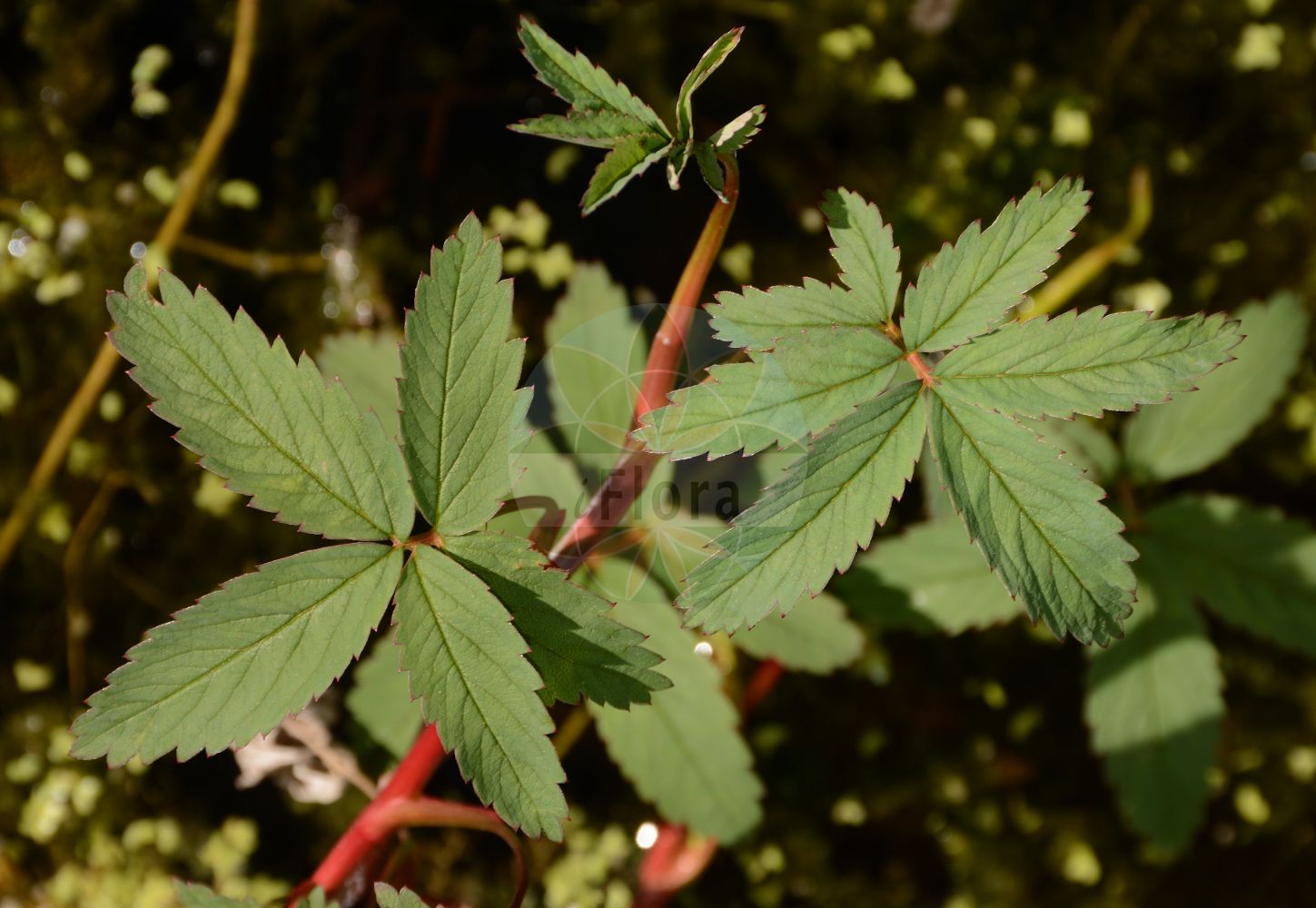 Foto von Comarum palustre (Sumpfblutauge - Marsh Cinquefoil). Das Foto wurde in Besancon, Bourgogne-Franche-Comté (Präfektur), Frankreich aufgenommen. ---- Photo of Comarum palustre (Sumpfblutauge - Marsh Cinquefoil). The picture was taken in Besançon, Bourgogne-Franche-Comté.(Comarum palustre,Sumpfblutauge,Marsh Cinquefoil,Argentina rubra,Comarum angustifolium,Comarum arcticum,Comarum digitatum,Comarum palustre,Comarum rubrum,Comarum tomentosum,Fragaria palustris,Fragaria pinnatifida,Pancovia angustifolia,Pancovia digitata,Pancovia palustris,Potentilla angustifolia,Potentilla comariformis,Potentilla comarum,Potentilla digitata,Potentilla palustris,Potentilla rubra,Sumpfblutauge,Sumpf-Blutauge,Sumpf-Fingerkraut,Marsh Cinquefoil,Purple Marshlocks,Comarum,Fingerkraut,Marsh Cinquefoil,Rosaceae,Rosengewächse,Rose family)
