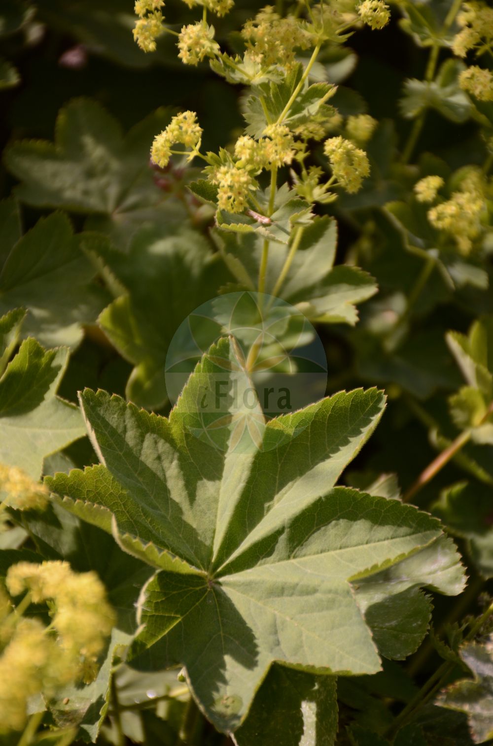 Foto von Alchemilla coriacea (Ledriger Frauenmantel - Coriaceous Lady's Mantle). Das Foto wurde in Dresden, Sachsen, Deutschland aufgenommen. ---- Photo of Alchemilla coriacea (Ledriger Frauenmantel - Coriaceous Lady's Mantle). The picture was taken in Dresden, Sachsen, Germany.(Alchemilla coriacea,Ledriger Frauenmantel,Coriaceous Lady's Mantle,Alchemilla coriacea,Ledriger Frauenmantel,Coriaceous Lady's Mantle,Alchemilla,Frauenmantel,Lady's Mantle,Rosaceae,Rosengewächse,Rose family)