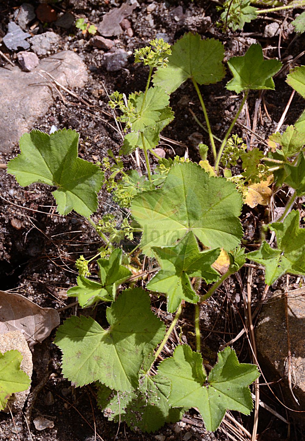 Foto von Alchemilla crinita (Langhaariger Frauenmantel - Long-haired Lady's Mantle). Das Foto wurde in Dresden, Sachsen, Deutschland aufgenommen. ---- Photo of Alchemilla crinita (Langhaariger Frauenmantel - Long-haired Lady's Mantle). The picture was taken in Dresden, Sachsen, Germany.(Alchemilla crinita,Langhaariger Frauenmantel,Long-haired Lady's Mantle,Alchemilla crinita,Alchemilla palmata subsp. crinita,Langhaariger Frauenmantel,Long-haired Lady's Mantle,Alchemilla,Frauenmantel,Lady's Mantle,Rosaceae,Rosengewächse,Rose family)