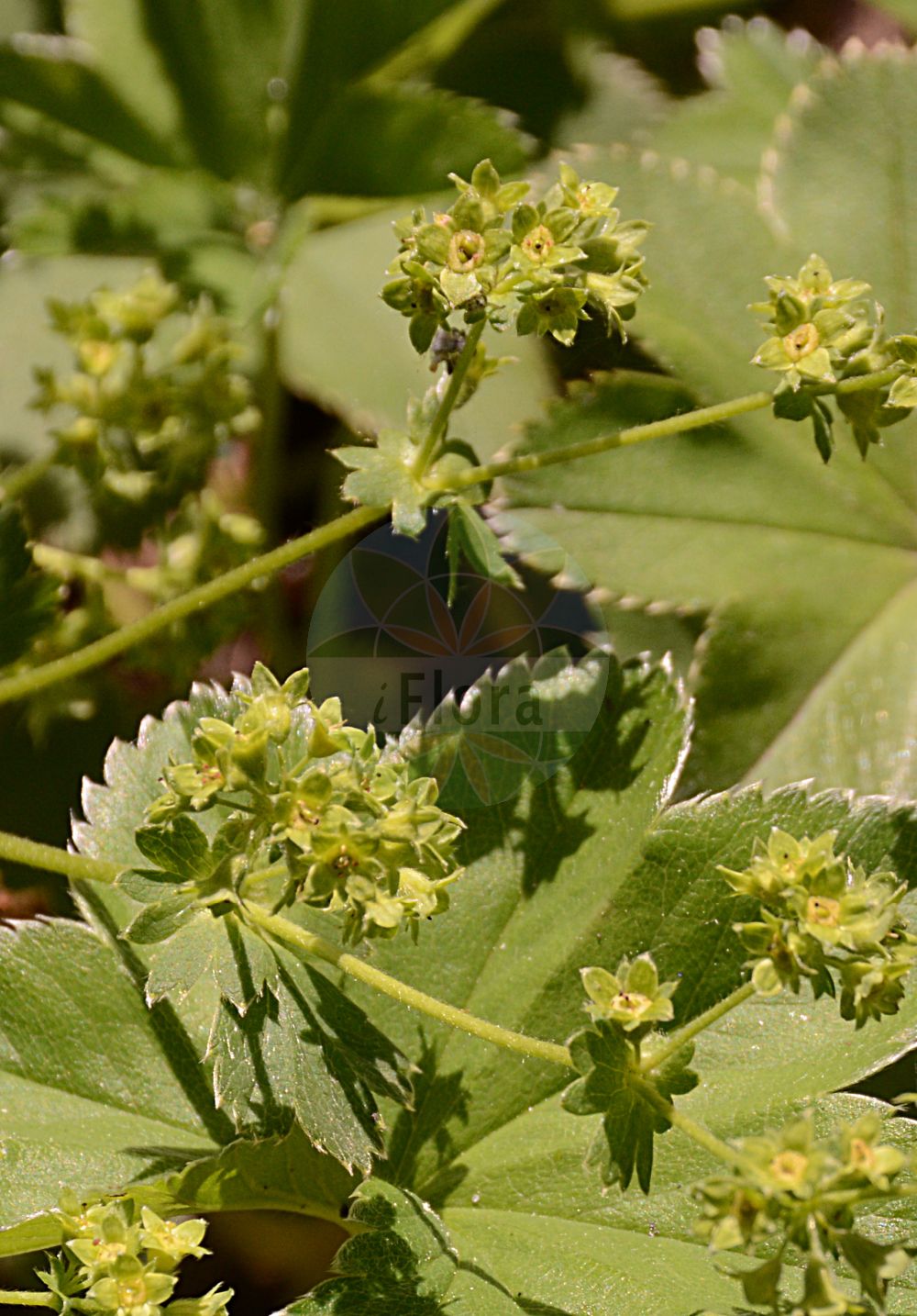 Foto von Alchemilla filicaulis (Fadenstängeliger Frauenmantel - Hairy Lady's-mantle). Das Foto wurde in Dresden, Sachsen, Deutschland aufgenommen. ---- Photo of Alchemilla filicaulis (Fadenstängeliger Frauenmantel - Hairy Lady's-mantle). The picture was taken in Dresden, Sachsen, Germany.(Alchemilla filicaulis,Fadenstängeliger Frauenmantel,Hairy Lady's-mantle,Alchemilla filicaulis,Alchemilla minima,Alchemilla pseudominor,Alchemilla salmoniana,Alchemilla vestita,Alchemilla vulgaris subsp. vestita,Fadenstaengeliger Frauenmantel,Fadenstengeliger Frauenmantel,Samtiger Fadenstengeliger Frauenmantel,Hairy Lady's-mantle,Thinstem Lady's Mantle,Alchemilla,Frauenmantel,Lady's Mantle,Rosaceae,Rosengewächse,Rose family)