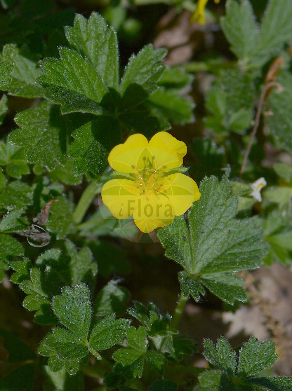 Foto von Potentilla tabernaemontani (Frühlings-Fingerkraut - Spring Cinquefoil). Das Foto wurde in Bochum, Nordrhein-Westfalen, Deutschland aufgenommen. ---- Photo of Potentilla tabernaemontani (Frühlings-Fingerkraut - Spring Cinquefoil). The picture was taken in Bochum, North Rhine-Westphalia, Germany.(Potentilla tabernaemontani,Frühlings-Fingerkraut,Spring Cinquefoil,Dynamidium australe,Dynamidium stipulaceum,Dynamidium xerophilum,Potentilla australis,Potentilla croceolata,Potentilla incana,Potentilla longifrons,Potentilla mascunii,Potentilla minor,Potentilla schwarzii,Potentilla scoparioides,Potentilla tabernaemontani,Potentilla verna subsp. vulgaris,Fruehlings-Fingerkraut,Gewoehnliches Fruehlings-Fingerkraut,Spring Cinquefoil,Potentilla,Fingerkraut,Cinquefoil,Rosaceae,Rosengewächse,Rose family)