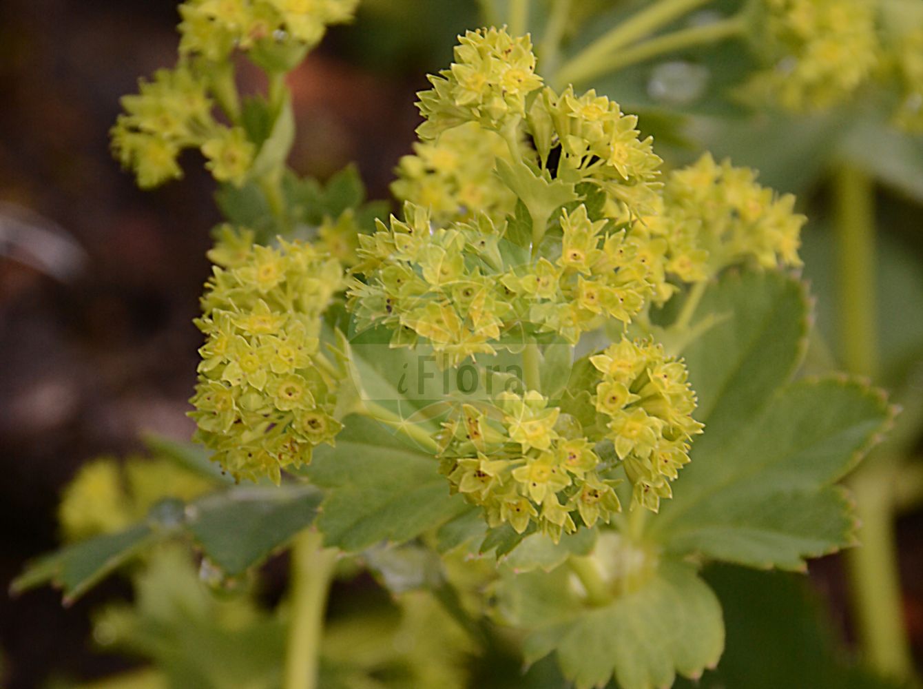Foto von Alchemilla glabra (Kahler Frauenmantel - Smooth Lady's-mantle). Das Foto wurde in Oldenburg, Niedersachsen, Deutschland aufgenommen. ---- Photo of Alchemilla glabra (Kahler Frauenmantel - Smooth Lady's-mantle). The picture was taken in Oldenburg, Lower Saxony, Germany.(Alchemilla glabra,Kahler Frauenmantel,Smooth Lady's-mantle,Alchemilla alpestris,Alchemilla glareosa,Alchemilla libericola,Alchemilla psilophylla,Alchemilla suecica,Alchemilla truncata,Alchemilla glabra,Kahler Frauenmantel,Smooth Lady's-mantle,Alchemilla,Frauenmantel,Lady's Mantle,Rosaceae,Rosengewächse,Rose family)