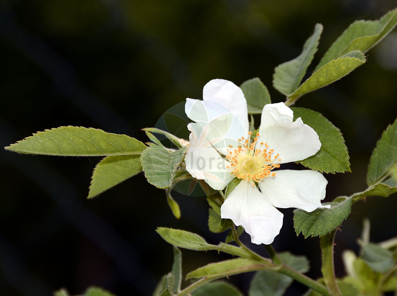 Foto von Rosa caesia (Lederblatt-Rose - Hairy Dog-rose). Das Foto wurde in Sangerhausen, Mansfeld-Südharz, Sachsen-Anhalt, Deutschland aufgenommen. ---- Photo of Rosa caesia (Lederblatt-Rose - Hairy Dog-rose). The picture was taken in Sangerhausen, Mansfeld-Suedharz, Saxony-Anhalt, Germany.(Rosa caesia,Lederblatt-Rose,Hairy Dog-rose,Rosa bellevallis,Rosa bovernieriana,Rosa bractescens,Rosa caesia,Rosa celerata,Rosa cerasifera,Rosa complens,Rosa coriifolia,Rosa cryptopoda,Rosa dybowskii,Rosa friesii,Rosa kerneri,Rosa laxa,Rosa leopoliensis,Rosa monticola,Rosa ostensa,Rosa pilosula,Rosa pruinosa,Rosa pseudopsis,Rosa pycnacantha,Rosa saxetana,Rosa subcoriifolia,Rosa tristis,Rosa vagiana,Rosa watsonii,Lederblatt-Rose,Blaugruene Rose,Falsche Hecken-Rose,Falsche Huegel-Rose,Lederblaettrige Rose,Hairy Dog-rose,Rosa,Rose,Rose,Rosaceae,Rosengewächse,Rose family)