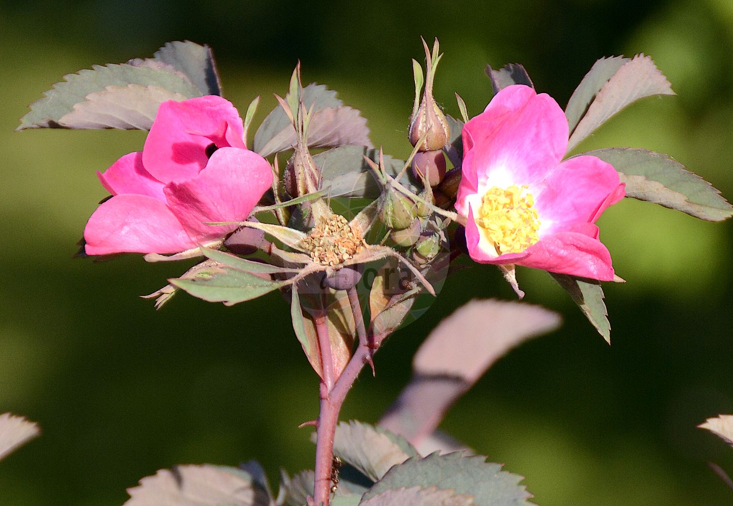 Foto von Rosa dumalis (Blaugrüne Rose - Glaucous Dog Rose). Das Foto wurde in Berlin, Deutschland aufgenommen. ---- Photo of Rosa dumalis (Blaugrüne Rose - Glaucous Dog Rose). The picture was taken in Berlin, Germany.(Rosa dumalis,Blaugrüne Rose,Glaucous Dog Rose,Ozanonia reuteri,Rosa acharii,Rosa aciphylloides,Rosa alpiphila,Rosa asperifolia,Rosa blomii,Rosa caballicensis,Rosa commutata,Rosa complicata,Rosa crepiniana,Rosa crepinii,Rosa delasoiei,Rosa discreta,Rosa dumalis,Rosa fugax,Rosa glaucifolia,Rosa glaucophylla,Rosa gravetii,Rosa haberiana,Rosa homologa,Rosa implexa,Rosa imponens,Rosa innocua,Rosa intricata,Rosa kionae,Rosa lupulina,Rosa macrodonta,Rosa malmundariensis,Rosa martinii,Rosa mayeri,Rosa patentiramea,Rosa pseudomontana,Rosa radiolifera,Rosa recognita,Rosa reuteri,Rosa slawodolica,Rosa stephanocarpa,Rosa subafzeliana,Rosa subcristata,Rosa transiens,Rosa venosa,Rosa vosagiaca,Blaugruene Rose,Schein-Hundsrose,Vogesen-Rose,Glaucous Dog Rose,Rosa,Rose,Rose,Rosaceae,Rosengewächse,Rose family)