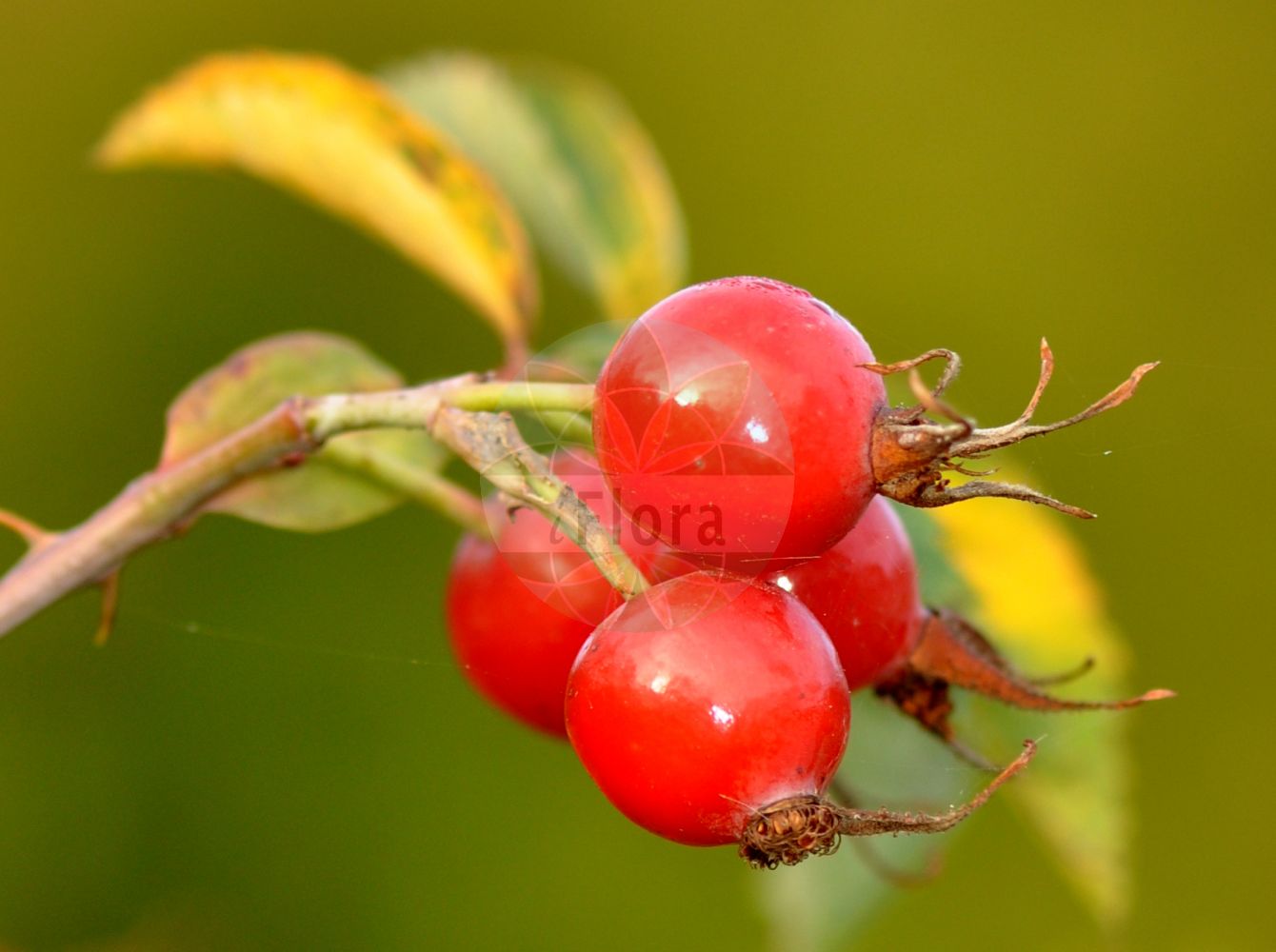 Foto von Rosa dumalis (Blaugrüne Rose - Glaucous Dog Rose). Das Foto wurde in Berlin, Deutschland aufgenommen. ---- Photo of Rosa dumalis (Blaugrüne Rose - Glaucous Dog Rose). The picture was taken in Berlin, Germany.(Rosa dumalis,Blaugrüne Rose,Glaucous Dog Rose,Ozanonia reuteri,Rosa acharii,Rosa aciphylloides,Rosa alpiphila,Rosa asperifolia,Rosa blomii,Rosa caballicensis,Rosa commutata,Rosa complicata,Rosa crepiniana,Rosa crepinii,Rosa delasoiei,Rosa discreta,Rosa dumalis,Rosa fugax,Rosa glaucifolia,Rosa glaucophylla,Rosa gravetii,Rosa haberiana,Rosa homologa,Rosa implexa,Rosa imponens,Rosa innocua,Rosa intricata,Rosa kionae,Rosa lupulina,Rosa macrodonta,Rosa malmundariensis,Rosa martinii,Rosa mayeri,Rosa patentiramea,Rosa pseudomontana,Rosa radiolifera,Rosa recognita,Rosa reuteri,Rosa slawodolica,Rosa stephanocarpa,Rosa subafzeliana,Rosa subcristata,Rosa transiens,Rosa venosa,Rosa vosagiaca,Blaugruene Rose,Schein-Hundsrose,Vogesen-Rose,Glaucous Dog Rose,Rosa,Rose,Rose,Rosaceae,Rosengewächse,Rose family)