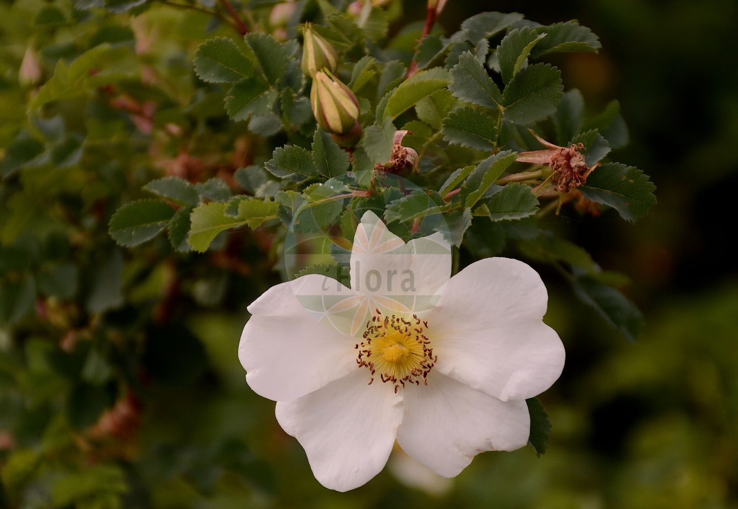 Foto von Rosa spinosissima (Bibernell-Rose - Burnet Rose). Das Foto wurde in München, Bayern, Deutschland aufgenommen. ---- Photo of Rosa spinosissima (Bibernell-Rose - Burnet Rose). The picture was taken in Munich, Bavaria, Germany.(Rosa spinosissima,Bibernell-Rose,Burnet Rose,Rosa agustiana,Rosa besseri,Rosa borealis,Rosa chamaerhodon,Rosa consimilis,Rosa elasmacantha,Rosa gentilis,Rosa granatensis,Rosa grandiflora,Rosa hispida,Rosa hracziana,Rosa humensis,Rosa javalambrensis,Rosa lutescens,Rosa macropoda,Rosa mathonnetii,Rosa melanocarpa,Rosa microcarpa,Rosa mitissima,Rosa myriacantha,Rosa pimpinellifolia,Rosa poteriifolia,Rosa pulchella,Rosa ripartii,Rosa rubella,Rosa rupincola,Rosa scotica,Rosa sibirica,Rosa spreta,Rosa taeckholmii,Rosa tschatyrdagii,Rosa spinosissima,Bibernell-Rose,Bibernellblaettrige Rose,Pimpinell-Rose,Reichstachelige Rose,Stacheligste Rose,Burnet Rose,Scotch Rose,Scottish Rose,Rosa,Rose,Rose,Rosaceae,Rosengewächse,Rose family)
