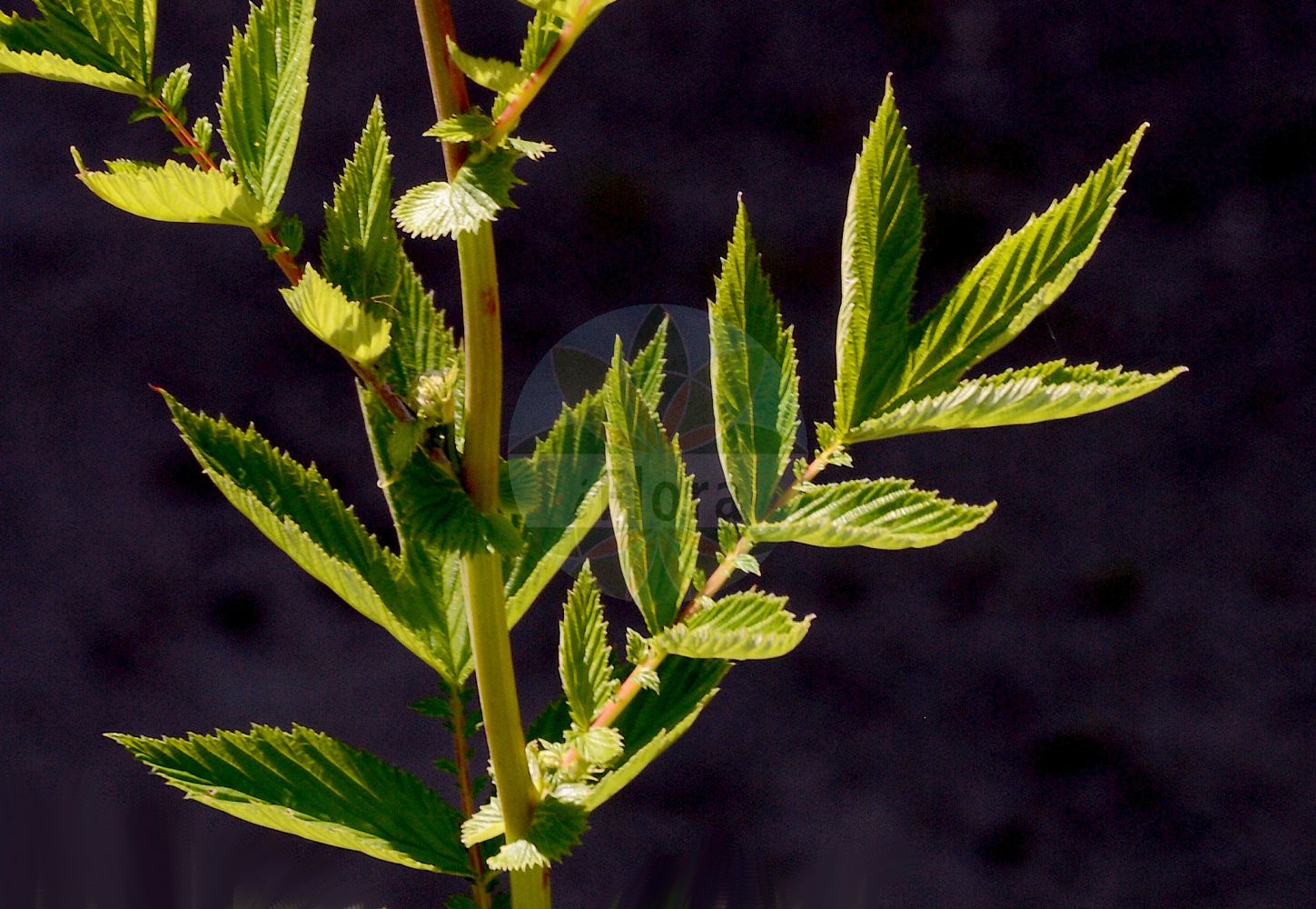 Foto von Filipendula ulmaria (Echtes Mädesüß - Meadowsweet). Das Foto wurde in Mainz, Rheinland-Pfalz, Deutschland aufgenommen. ---- Photo of Filipendula ulmaria (Echtes Mädesüß - Meadowsweet). The picture was taken in Mainz, Rhineland-Palatinate, Germany.(Filipendula ulmaria,Echtes Mädesüß,Meadowsweet,Filipendula ulmaria,Spiraea ulmaria,Echtes Maedesuess,Meadowsweet,Queen Of The Meadow,Dropwort,Filipendula,Mädesüß,Queen,Rosaceae,Rosengewächse,Rose family)
