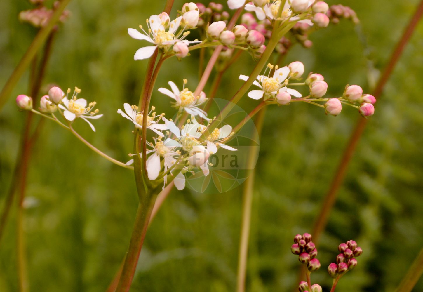 Foto von Filipendula vulgaris (Kleines Mädesüß - Dropwort). Das Foto wurde in München, Bayern, Deutschland aufgenommen. ---- Photo of Filipendula vulgaris (Kleines Mädesüß - Dropwort). The picture was taken in Munich, Bavaria, Germany.(Filipendula vulgaris,Kleines Mädesüß,Dropwort,Filipendula hexapetala,Filipendula pubescens,Filipendula vulgaris,Spiraea filipendula,Spiraea gigantea,Spiraea noeana,Spiraea pubescens,Spiraea tuberosa,Spiraea vulgaris,Ulmaria filipendula,Kleines Maedesuess,Knollen-Maedesuess,Knollige Spierstaude,Dropwort,Meadowsweet,Filipendula,Mädesüß,Queen,Rosaceae,Rosengewächse,Rose family)