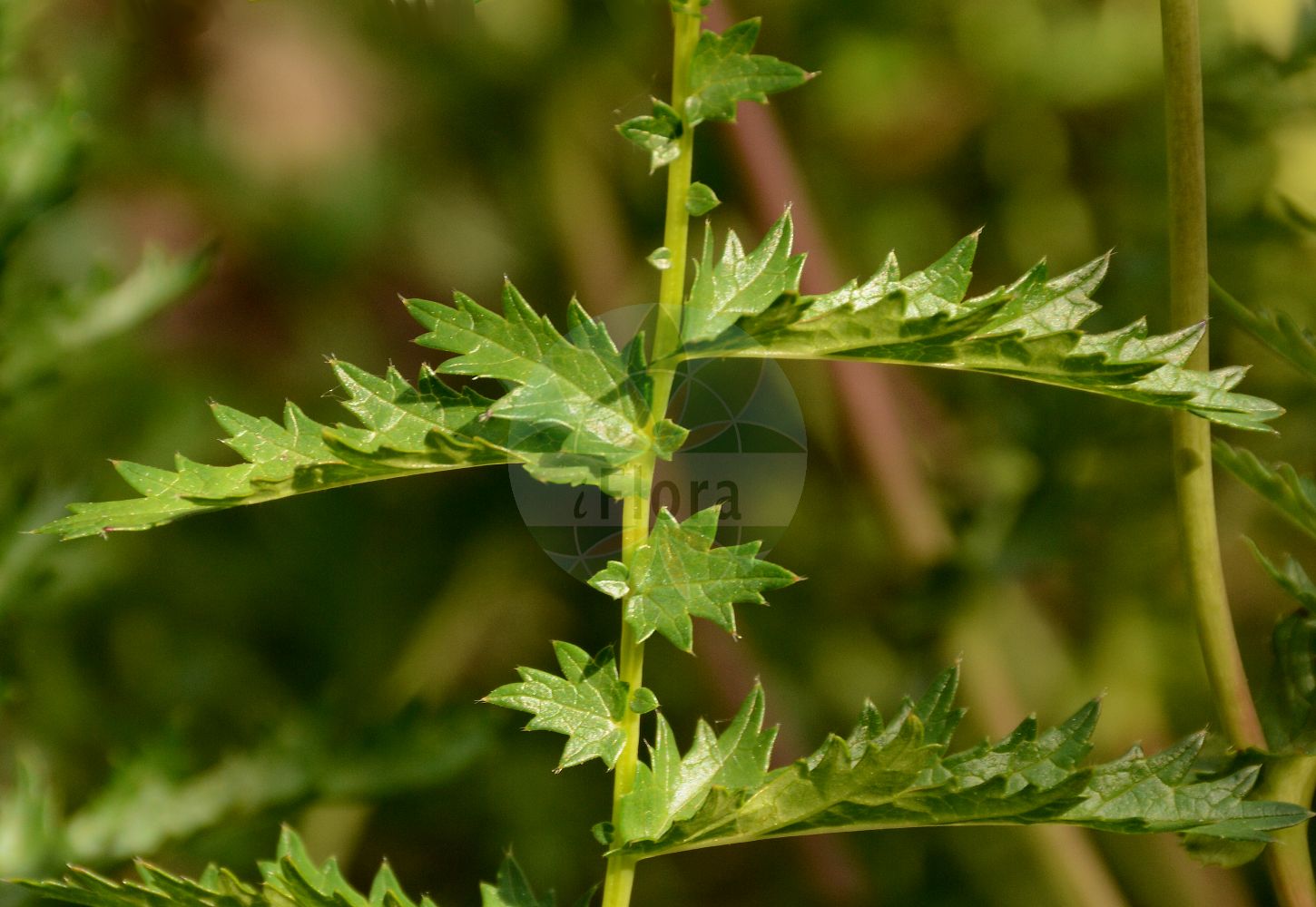 Foto von Filipendula vulgaris (Kleines Mädesüß - Dropwort). Das Foto wurde in Lyon, Auvergne-Rhône-Alpes, Frankreich aufgenommen. ---- Photo of Filipendula vulgaris (Kleines Mädesüß - Dropwort). The picture was taken in Lyon, Auvergne-Rhône-Alpes, France.(Filipendula vulgaris,Kleines Mädesüß,Dropwort,Filipendula hexapetala,Filipendula pubescens,Filipendula vulgaris,Spiraea filipendula,Spiraea gigantea,Spiraea noeana,Spiraea pubescens,Spiraea tuberosa,Spiraea vulgaris,Ulmaria filipendula,Kleines Maedesuess,Knollen-Maedesuess,Knollige Spierstaude,Dropwort,Meadowsweet,Filipendula,Mädesüß,Queen,Rosaceae,Rosengewächse,Rose family)