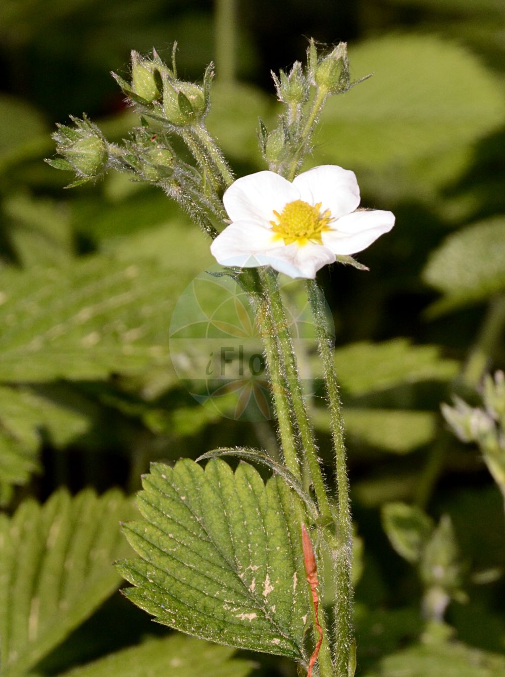 Foto von Fragaria moschata (Zimt-Erdbeere - Hautbois Strawberry). Das Foto wurde in Marburg, Hessen, Deutschland aufgenommen. ---- Photo of Fragaria moschata (Zimt-Erdbeere - Hautbois Strawberry). The picture was taken in Marburg, Hesse, Germany.(Fragaria moschata,Zimt-Erdbeere,Hautbois Strawberry,Fragaria elatior,Fragaria magna,Fragaria moschata,Fragaria pratensis,Fragaria reversa,Potentilla moschata,Zimt-Erdbeere,Grosse Erdbeere,Hautbois Strawberry,Fragaria,Erdbeere,Strawberry,Rosaceae,Rosengewächse,Rose family)