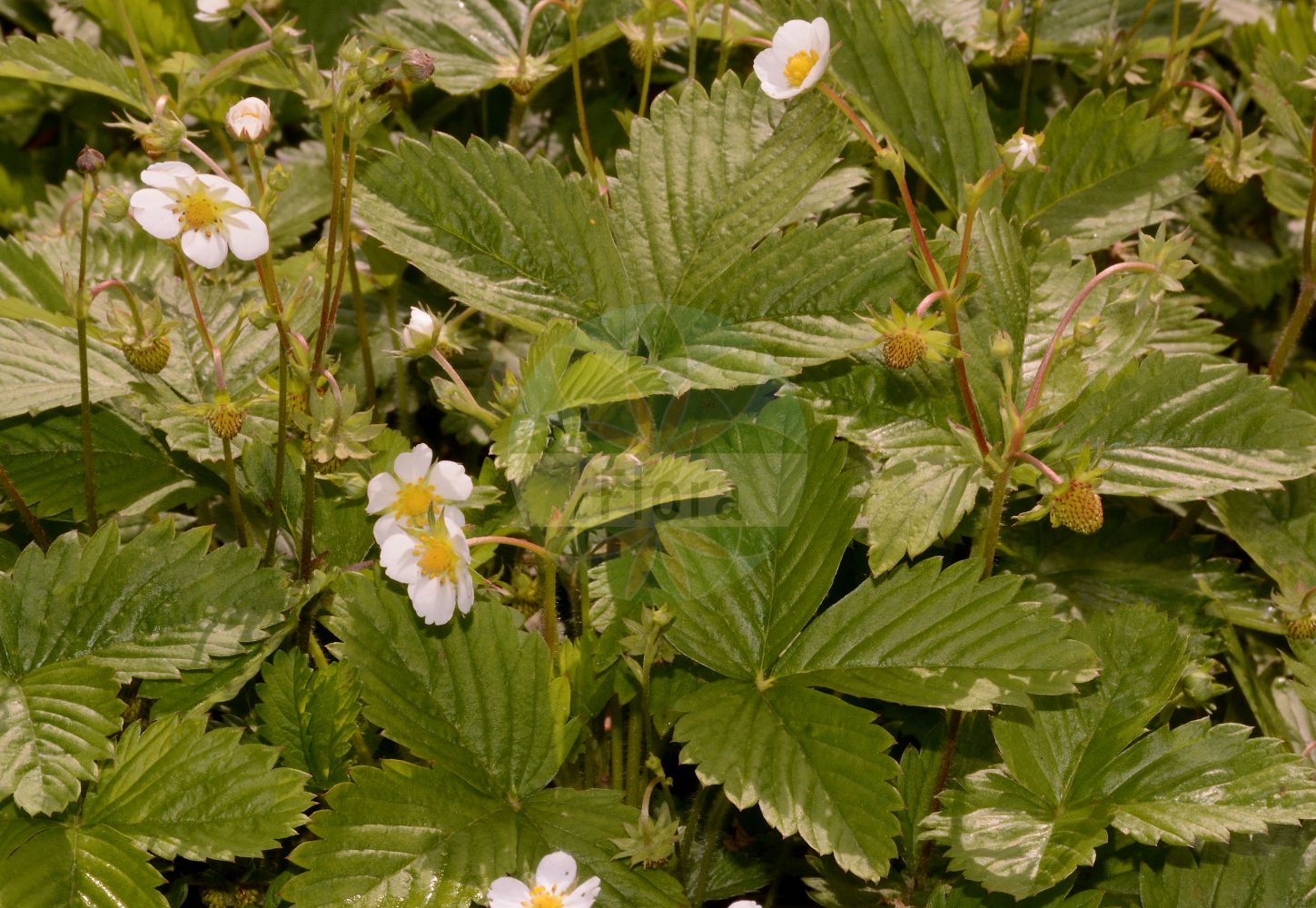 Foto von Fragaria vesca (Wald-Erdbeere - Wild Strawberry). Das Foto wurde in München, Bayern, Deutschland aufgenommen. ---- Photo of Fragaria vesca (Wald-Erdbeere - Wild Strawberry). The picture was taken in Munich, Bavaria, Germany.(Fragaria vesca,Wald-Erdbeere,Wild Strawberry,Dactylophyllum fragaria,Fragaria abnormis,Fragaria aliena,Fragaria alpina,Fragaria botryformis,Fragaria bractetata,Fragaria eflagellis,Fragaria florentina,Fragaria helleri,Fragaria hortensis,Fragaria minor,Fragaria monophylla,Fragaria multiplex,Fragaria muricata,Fragaria nemoralis,Fragaria nuda,Fragaria portentosa,Fragaria roseiflora,Fragaria semperflorens,Fragaria succulenta,Fragaria sylvestris,Fragaria unifolia,Fragaria vesca,Fragaria vulgaris,Potentilla vesca,Wald-Erdbeere,Scharlach-Erdbeere,Wild Strawberry,European Strawberry,Woodland Strawberry,Virginia Strawberry,Fragaria,Erdbeere,Strawberry,Rosaceae,Rosengewächse,Rose family)