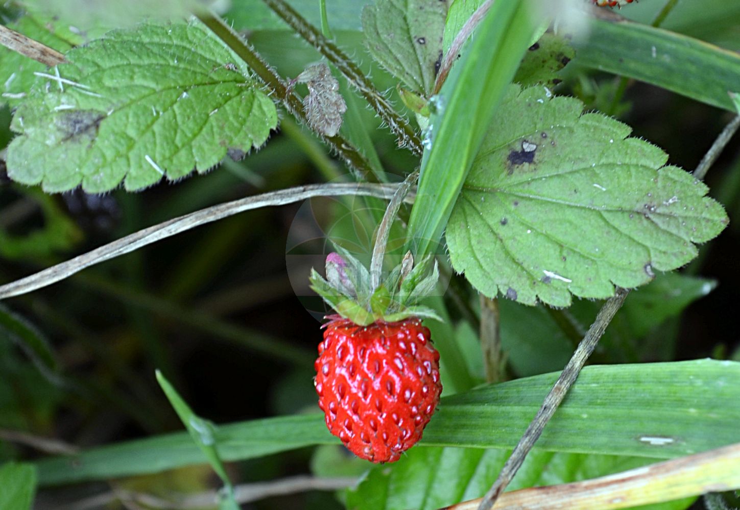 Foto von Fragaria vesca (Wald-Erdbeere - Wild Strawberry). ---- Photo of Fragaria vesca (Wald-Erdbeere - Wild Strawberry).(Fragaria vesca,Wald-Erdbeere,Wild Strawberry,Dactylophyllum fragaria,Fragaria abnormis,Fragaria aliena,Fragaria alpina,Fragaria botryformis,Fragaria bractetata,Fragaria eflagellis,Fragaria florentina,Fragaria helleri,Fragaria hortensis,Fragaria minor,Fragaria monophylla,Fragaria multiplex,Fragaria muricata,Fragaria nemoralis,Fragaria nuda,Fragaria portentosa,Fragaria roseiflora,Fragaria semperflorens,Fragaria succulenta,Fragaria sylvestris,Fragaria unifolia,Fragaria vesca,Fragaria vulgaris,Potentilla vesca,Wald-Erdbeere,Scharlach-Erdbeere,Wild Strawberry,European Strawberry,Woodland Strawberry,Virginia Strawberry,Fragaria,Erdbeere,Strawberry,Rosaceae,Rosengewächse,Rose family)