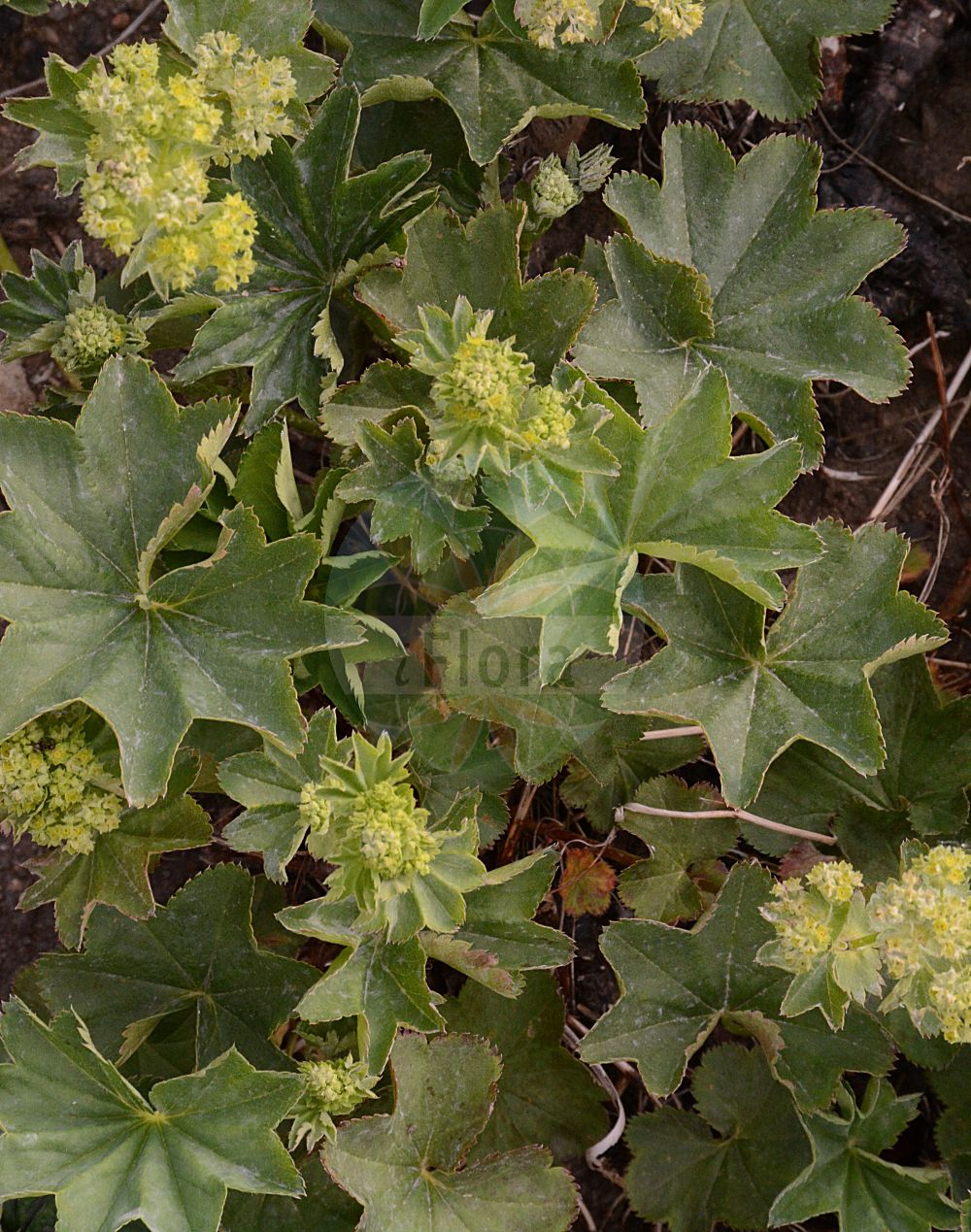 Foto von Alchemilla reniformis (Nierenblättriger Frauenmantel - Reniform Lady's-mantle). Das Foto wurde in Dresden, Sachsen, Deutschland aufgenommen. ---- Photo of Alchemilla reniformis (Nierenblättriger Frauenmantel - Reniform Lady's-mantle). The picture was taken in Dresden, Sachsen, Germany.(Alchemilla reniformis,Nierenblättriger Frauenmantel,Reniform Lady's-mantle,Alchemilla reniformis,Alchemilla sudetica,Nierenblaettriger Frauenmantel,Reniform Lady's-mantle,Alchemilla,Frauenmantel,Lady's Mantle,Rosaceae,Rosengewächse,Rose family)