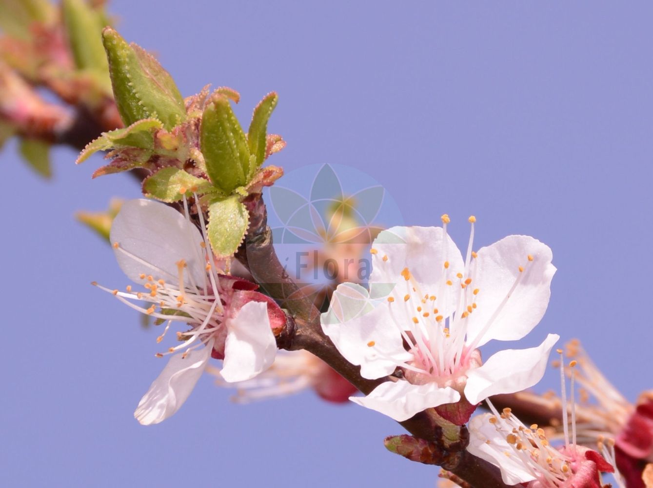 Foto von Prunus armeniaca (Kultur-Aprikose - Apricot). Das Foto wurde in Mainz, Rheinland-Pfalz, Deutschland aufgenommen. ---- Photo of Prunus armeniaca (Kultur-Aprikose - Apricot). The picture was taken in Mainz, Rhineland-Palatinate, Germany.(Prunus armeniaca,Kultur-Aprikose,Apricot,Armeniaca vulgaris,Prunus armeniaca,Kultur-Aprikose,Aprikose,Marille,Apricot,Prunus,Kirsche,Plum,Rosaceae,Rosengewächse,Rose family)
